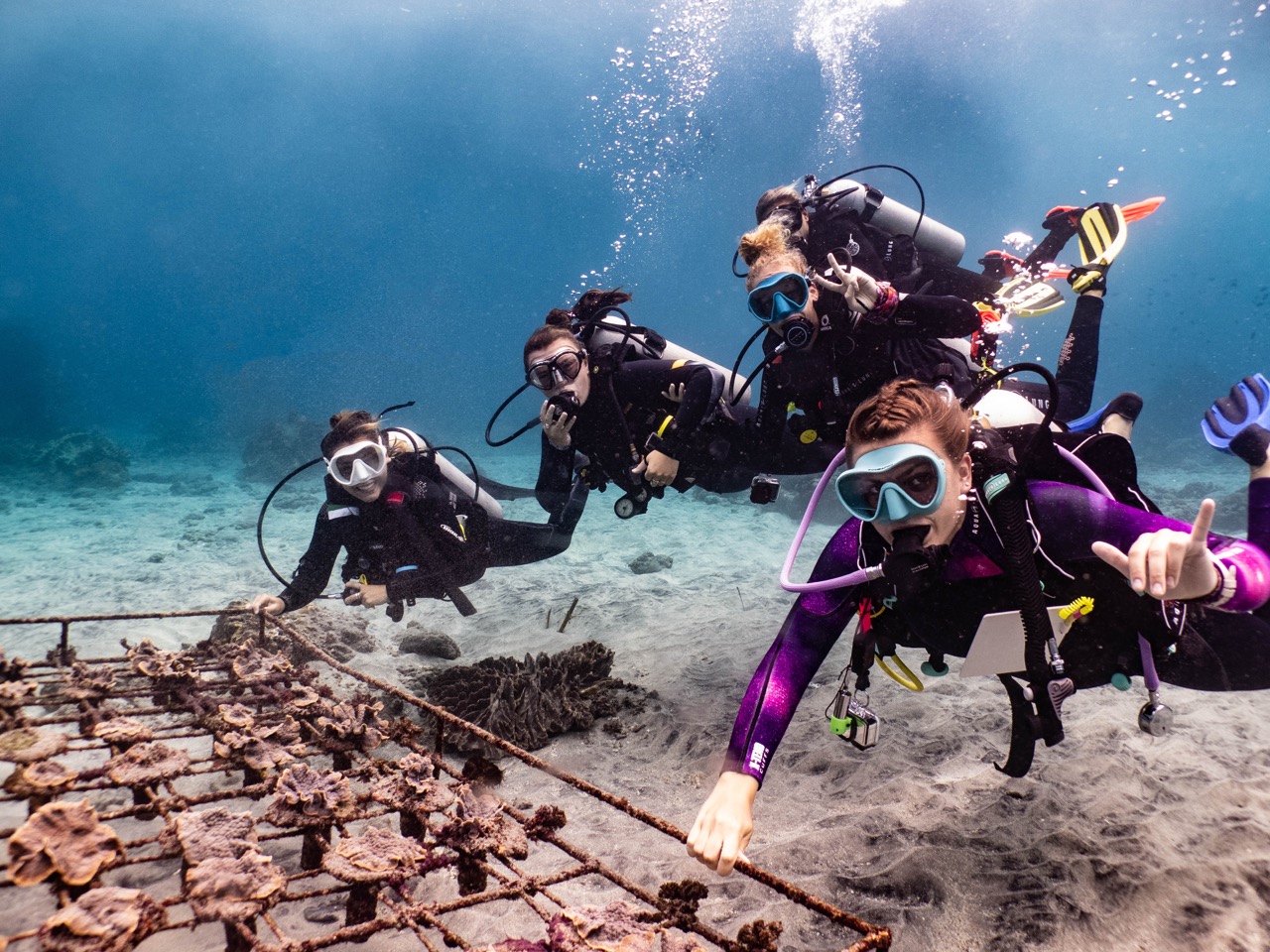 Becoming mama of baby corals