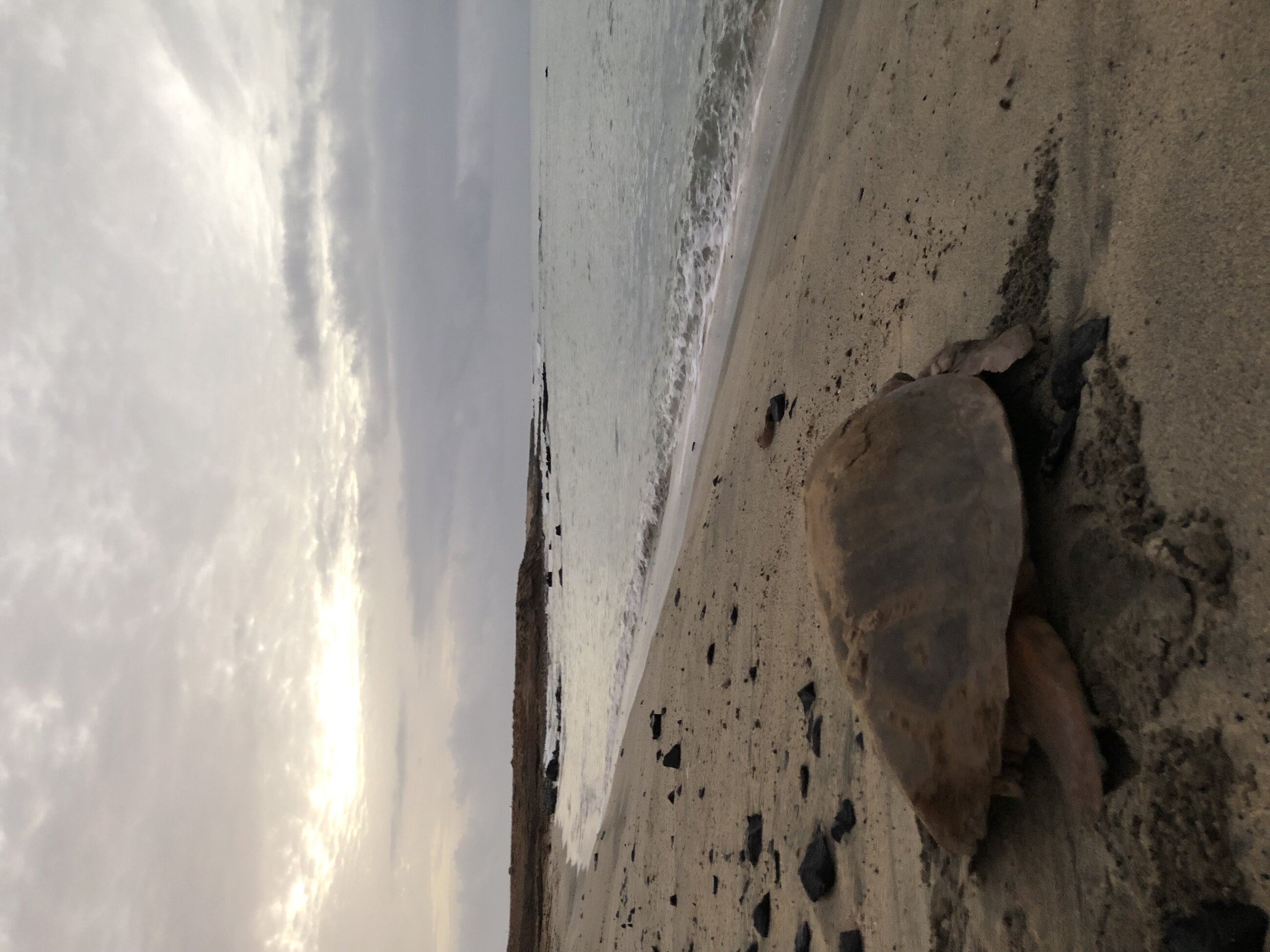 Moring turtle in Serra Negra