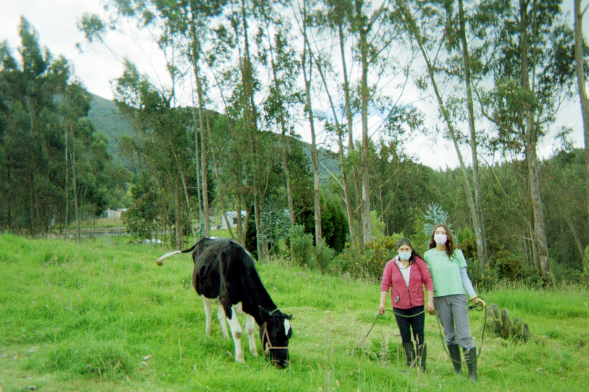 helping Carmen bring the cows to the water