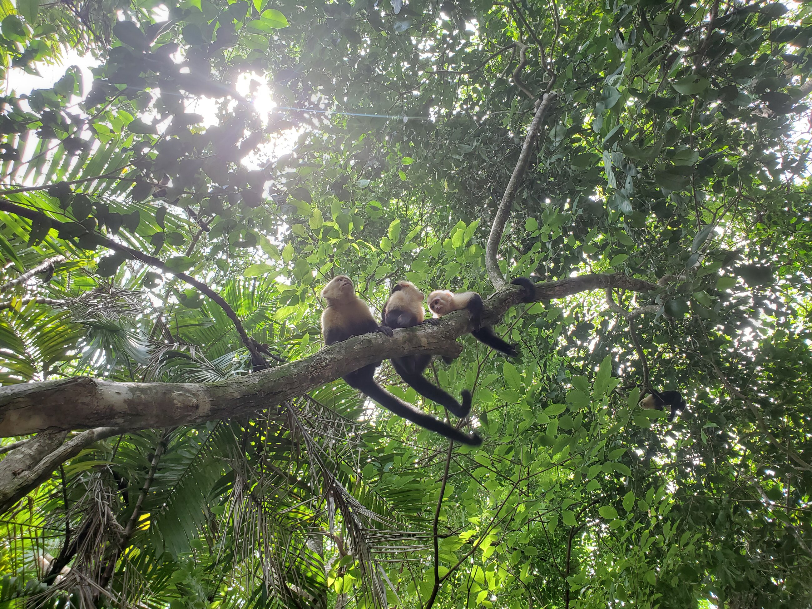 Manuel Antonio!