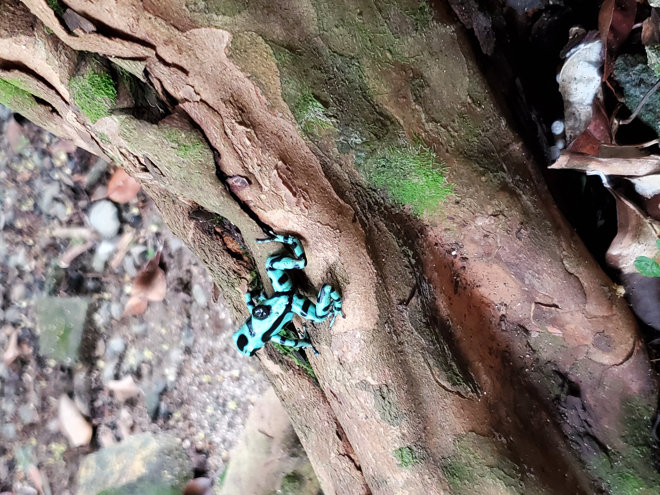 Poison arrow frog!