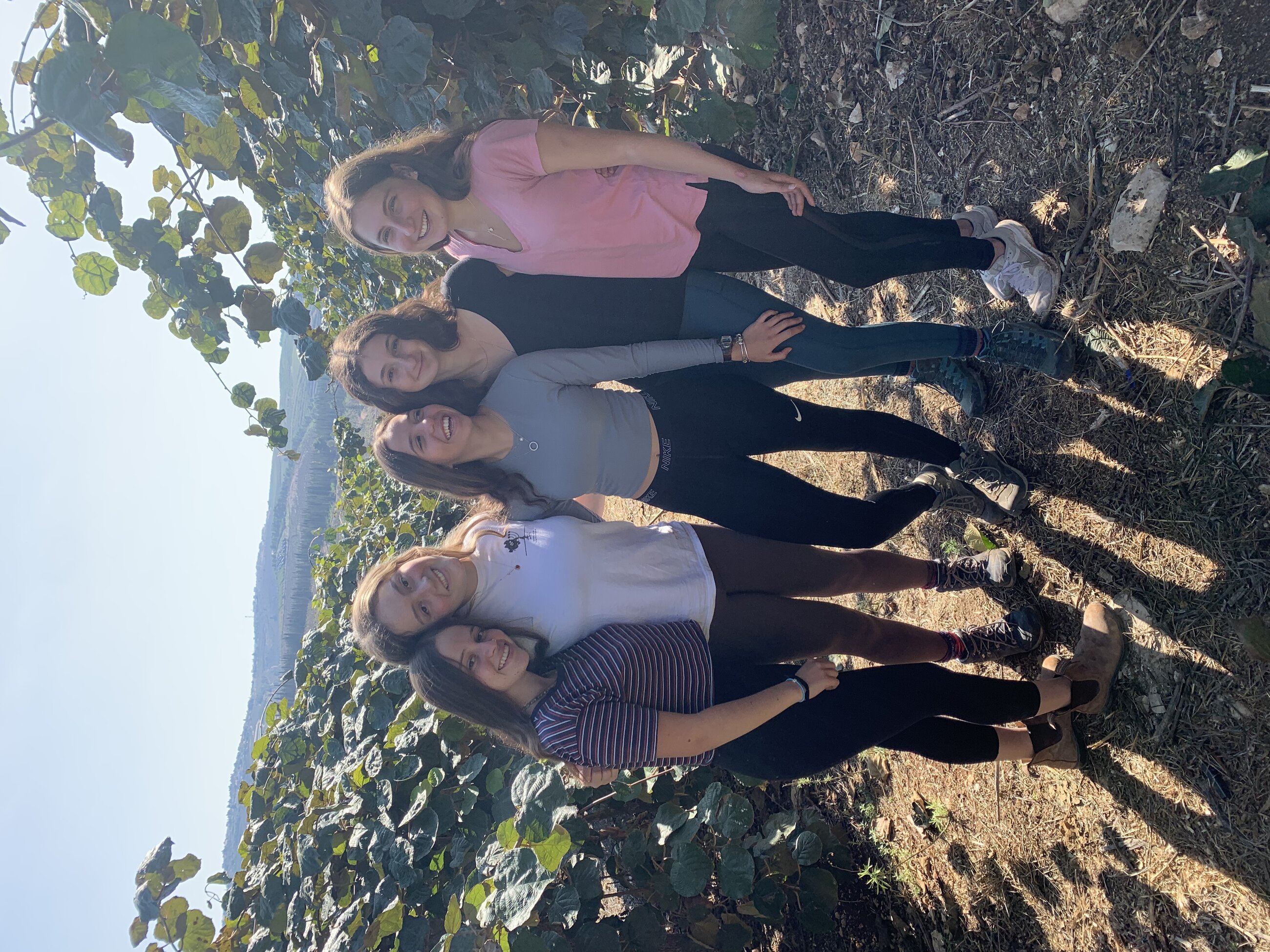 Picking kiwis in kibbutz baram