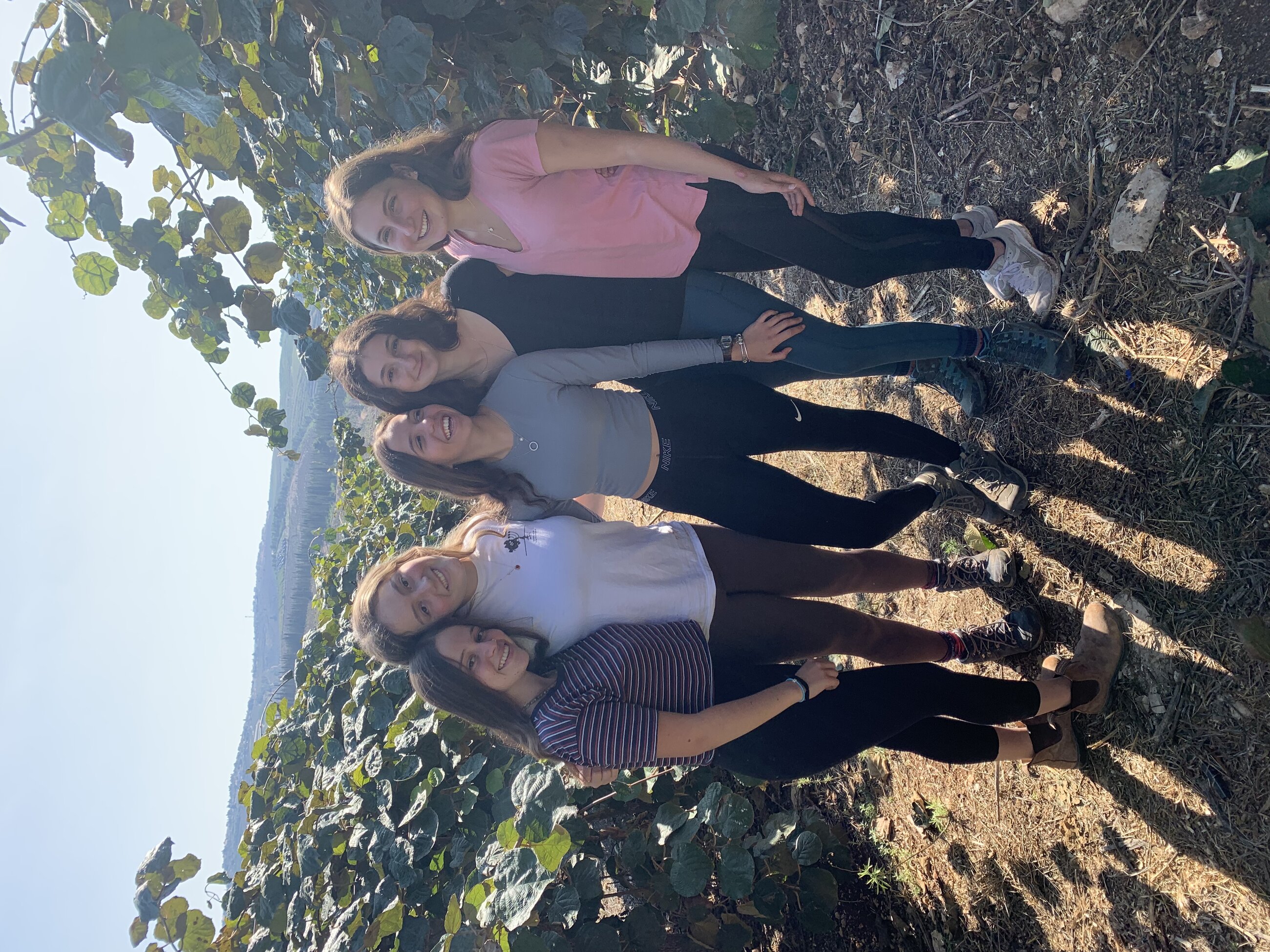 Picking kiwis in kibbutz baram 