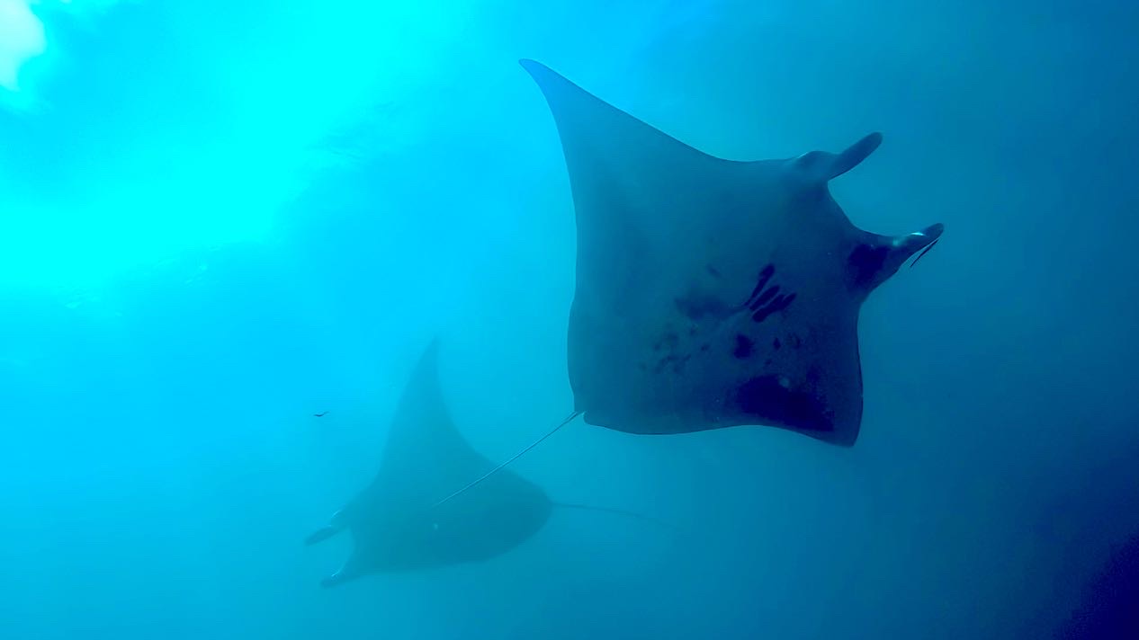 magical manta point
