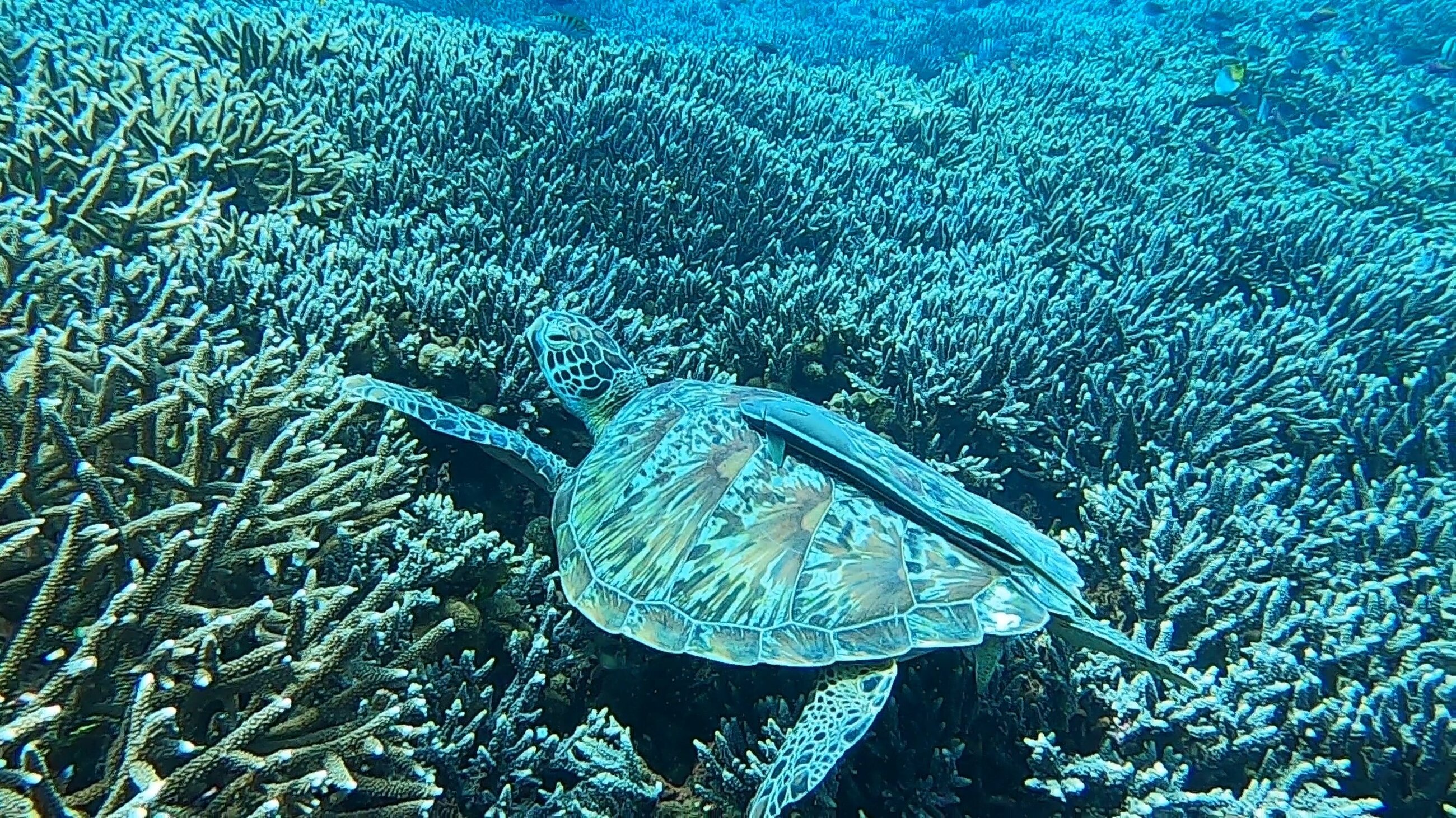 green sea turtle with a remora