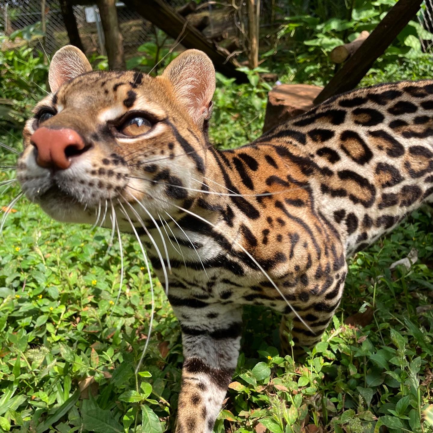 Cristiano the ocelot!