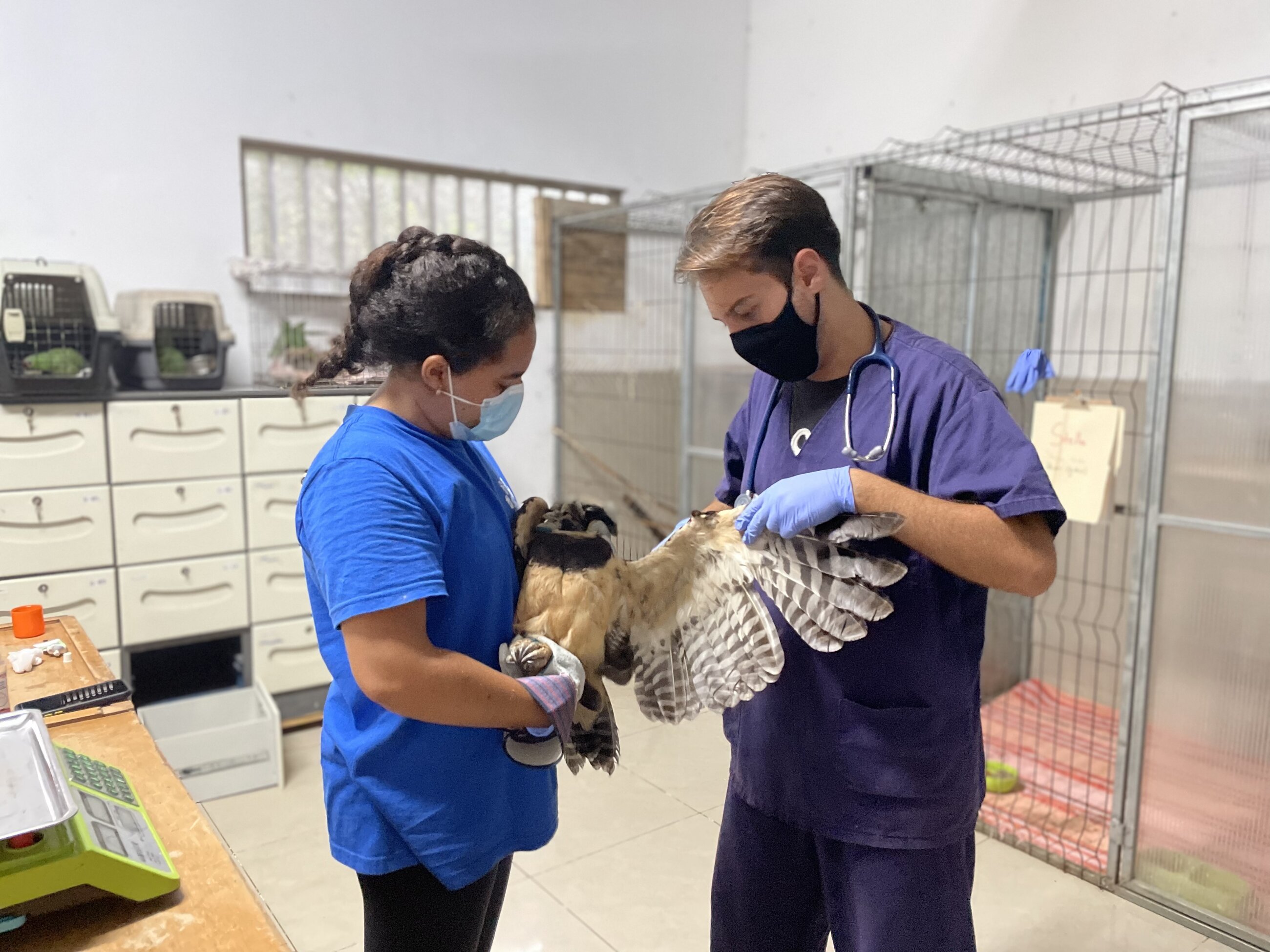 Veterinary team examining an owl.  Picture by: Luz Ceron