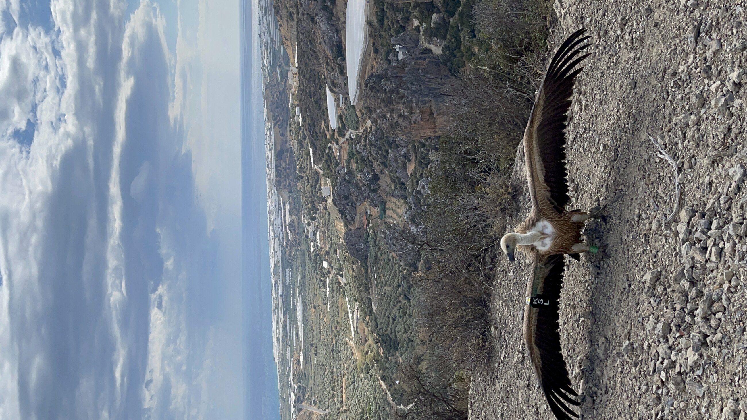 Vulture release