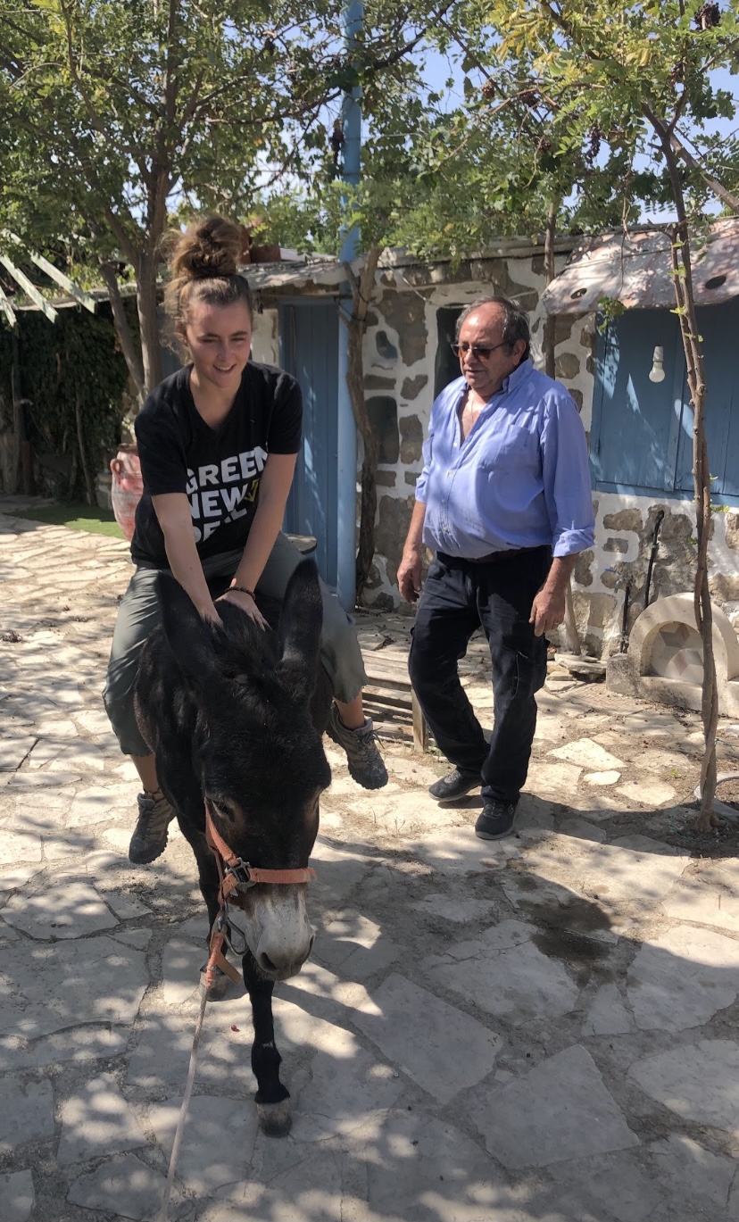 Donkey at the farm in Greece