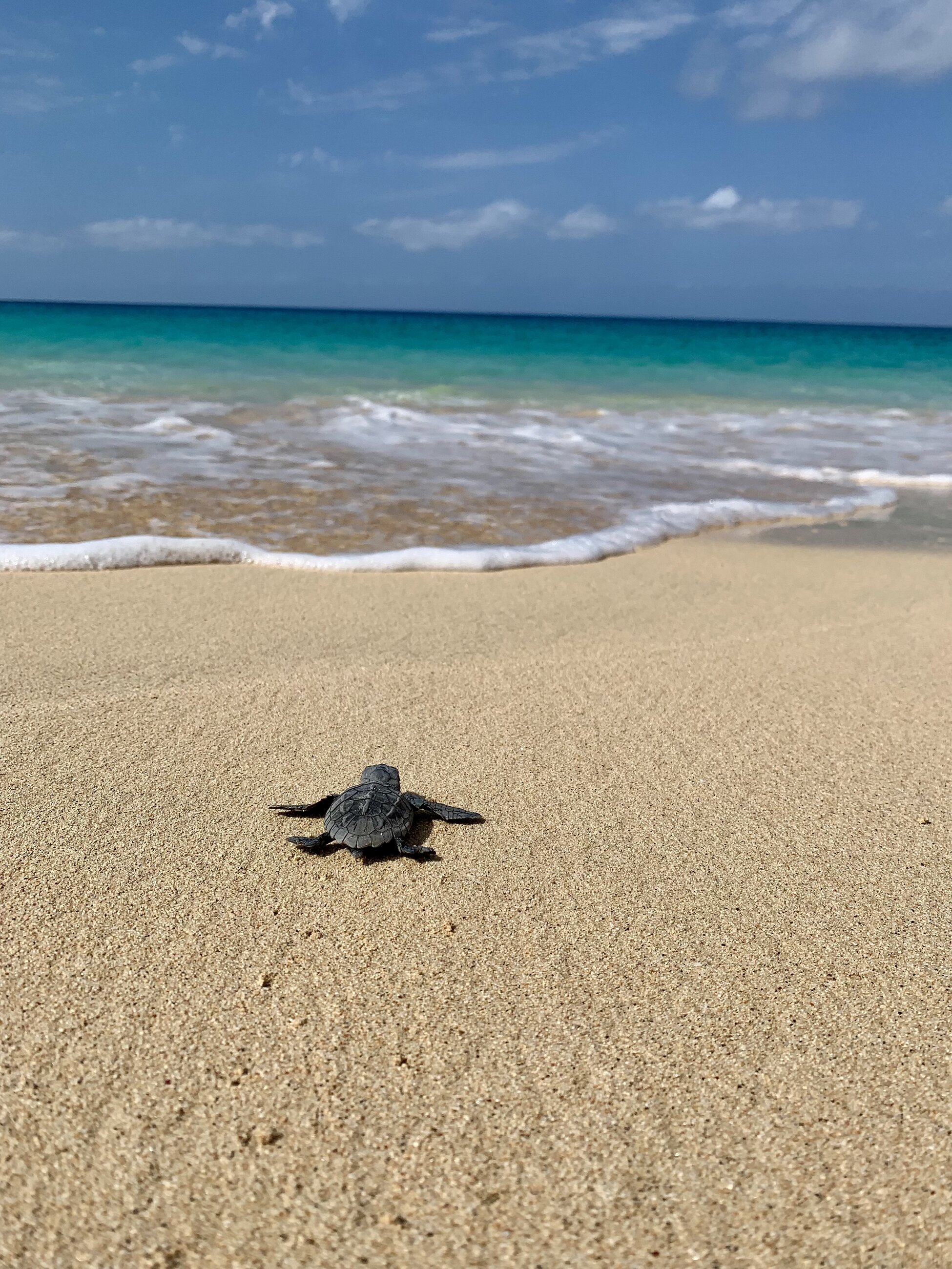 Hatchling 🐢