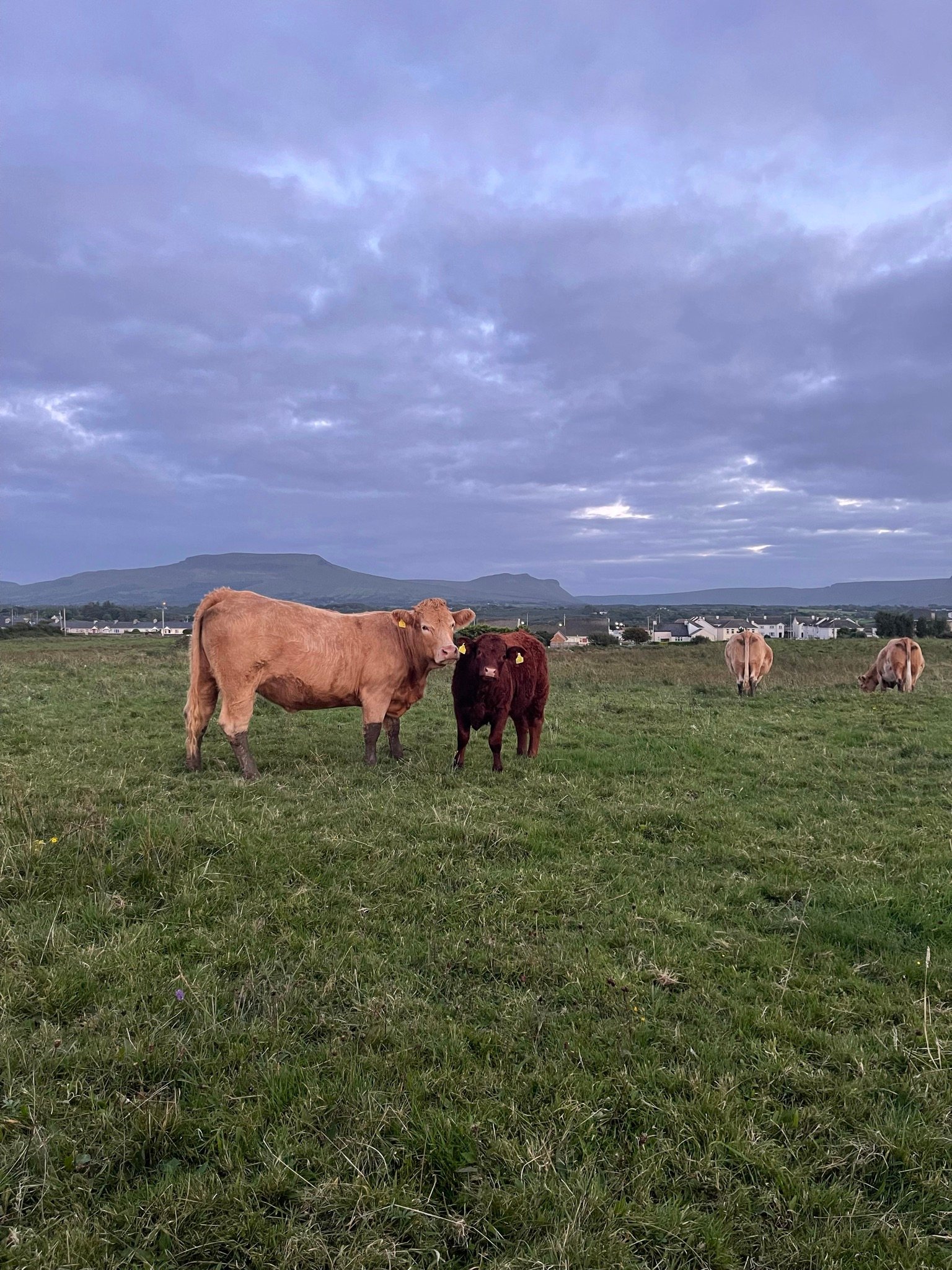 Phil gave me stupid puns example: this photo is mooving, cream of the crop really, don't want to milk it