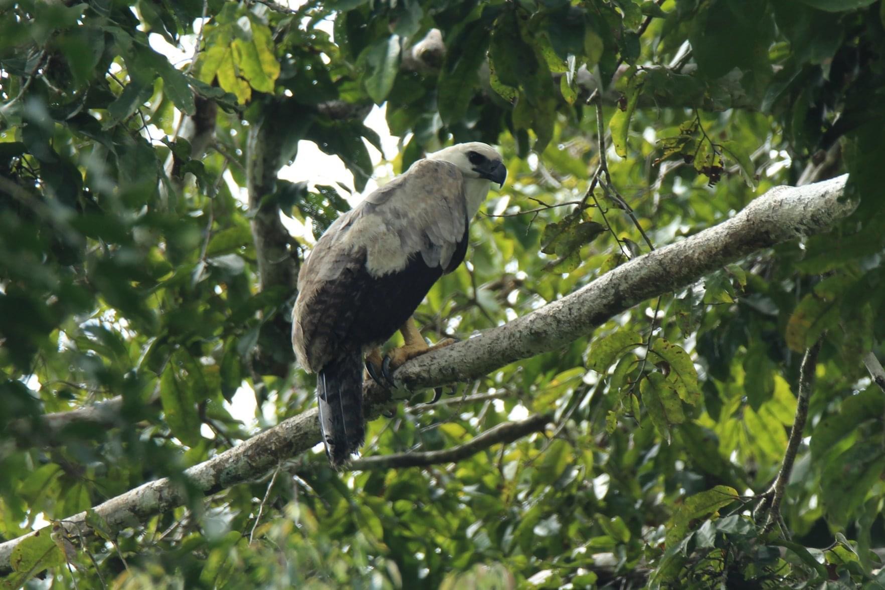 Harpy eagle at Tapiche Reserve