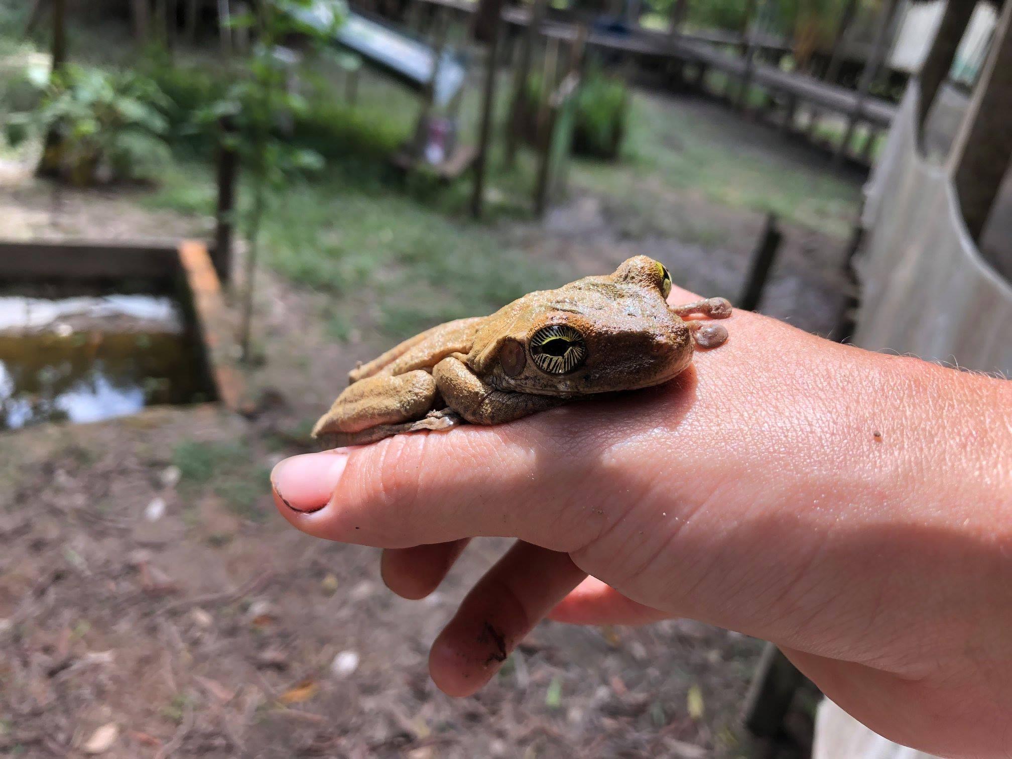 Tree frog