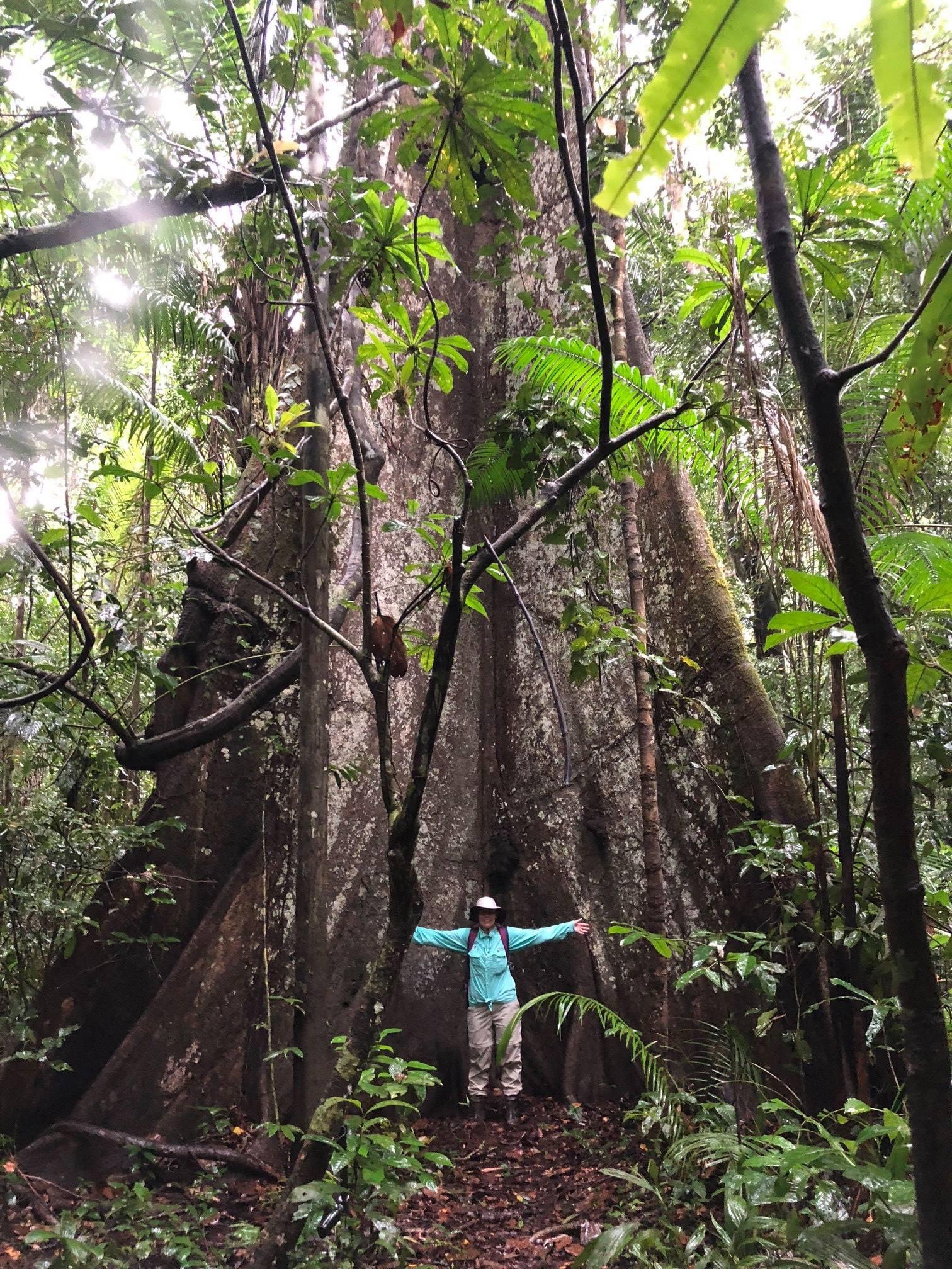 Mighty Whimba queen tree