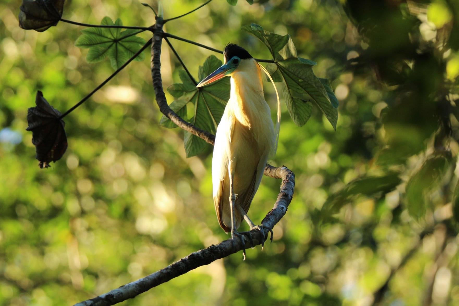 Capped heron