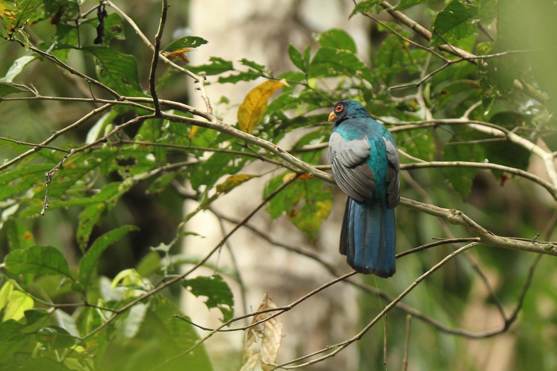 Black-tailed trogon