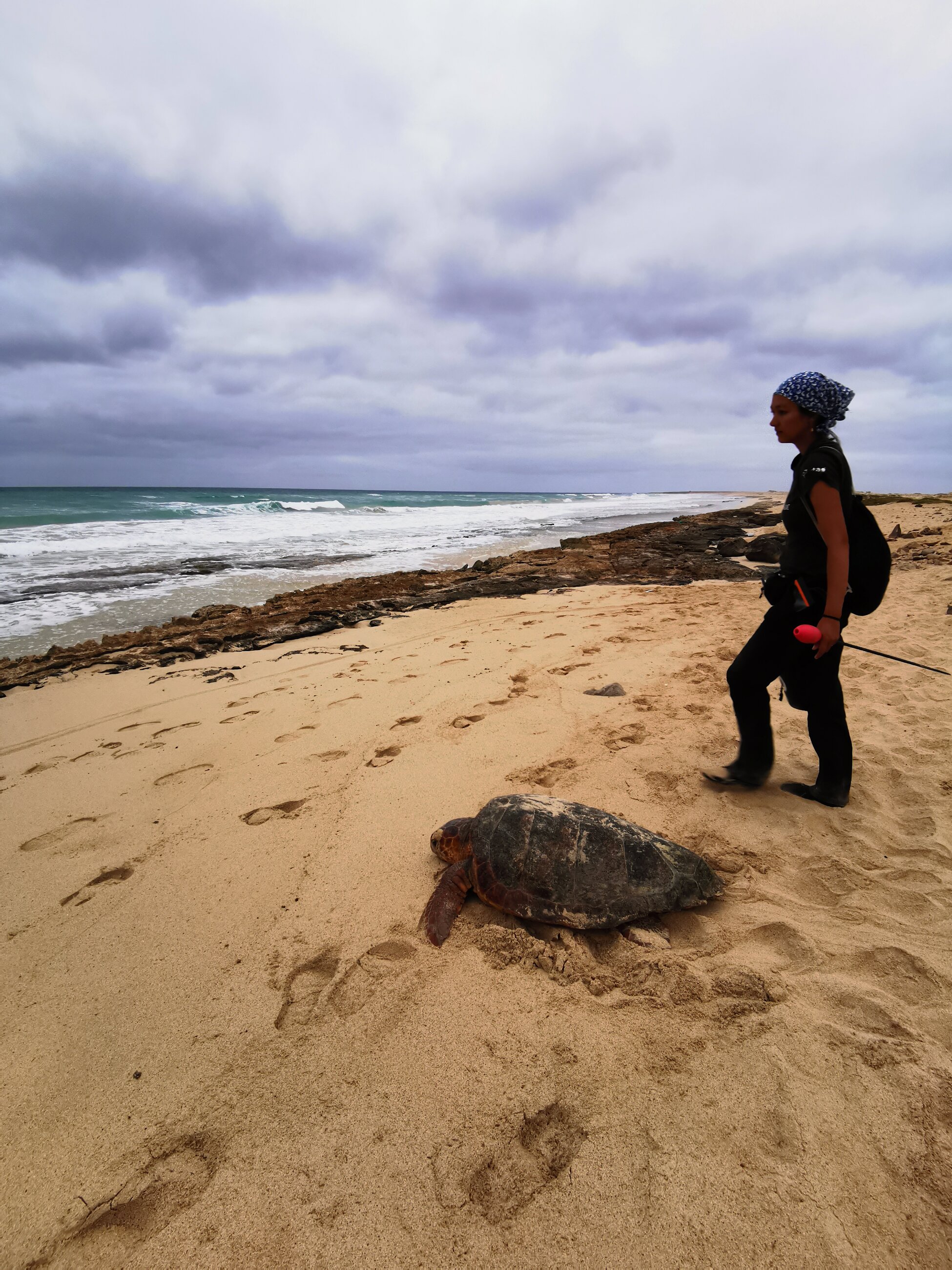 Helping turtles that got last in the dunes