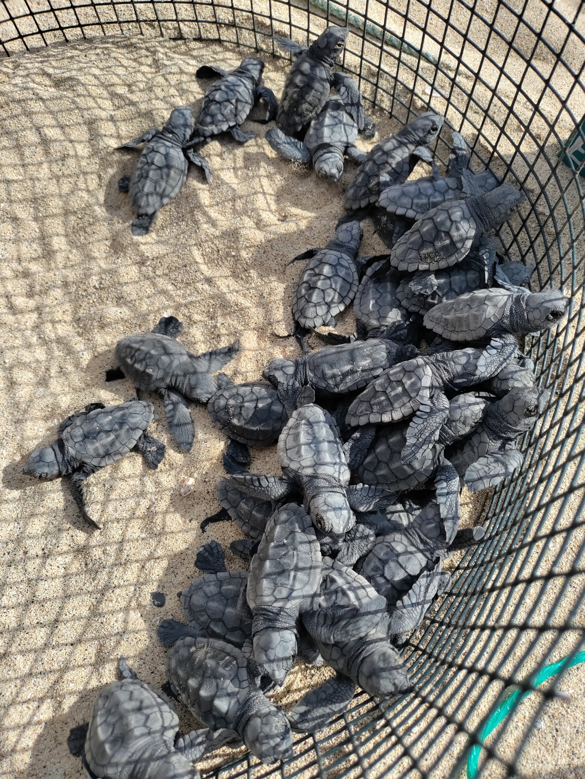 Babies waiting to be released