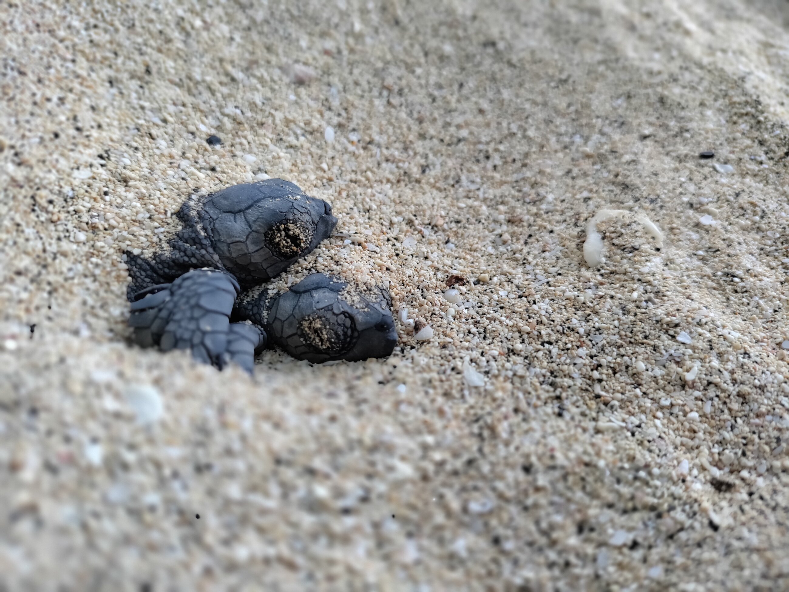 Sleepy babies coming out of the nest