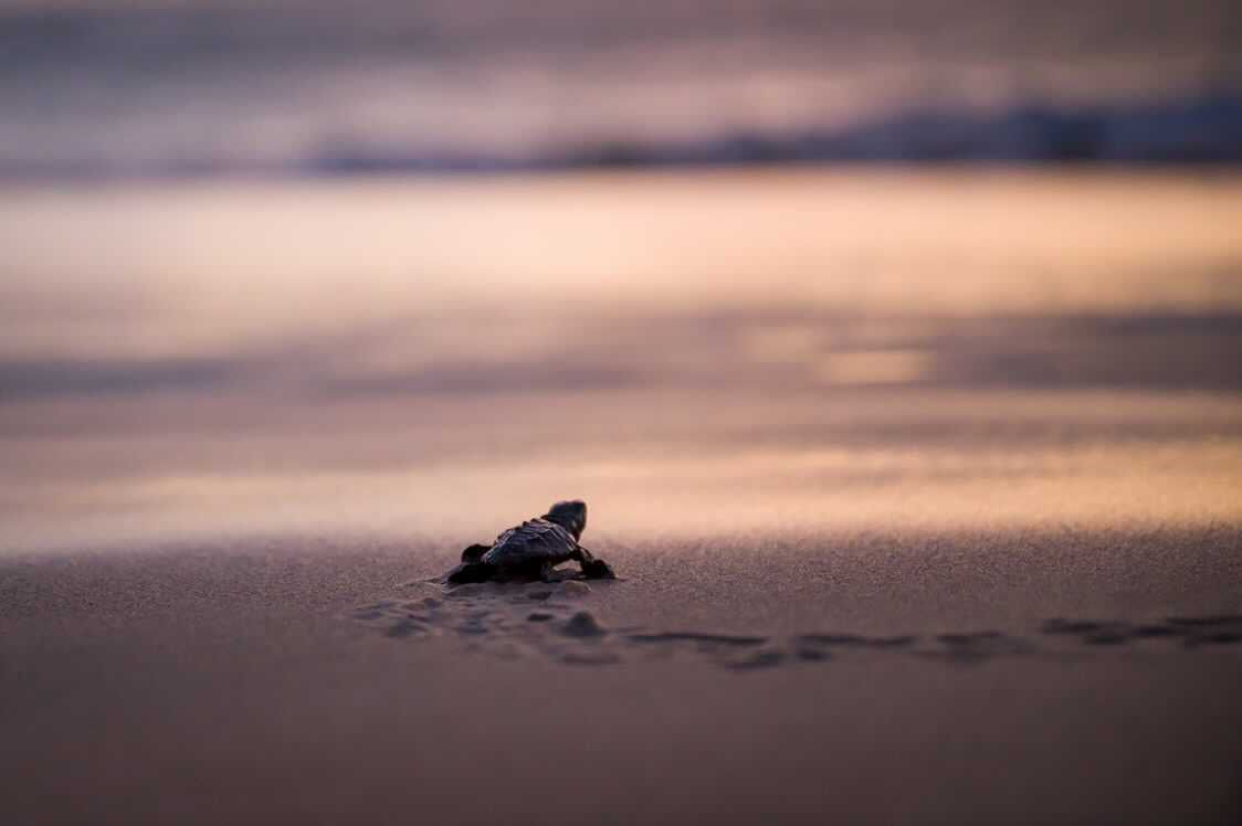 Hatchling going to the sea. Photo credit: Bernhard Pfaller
