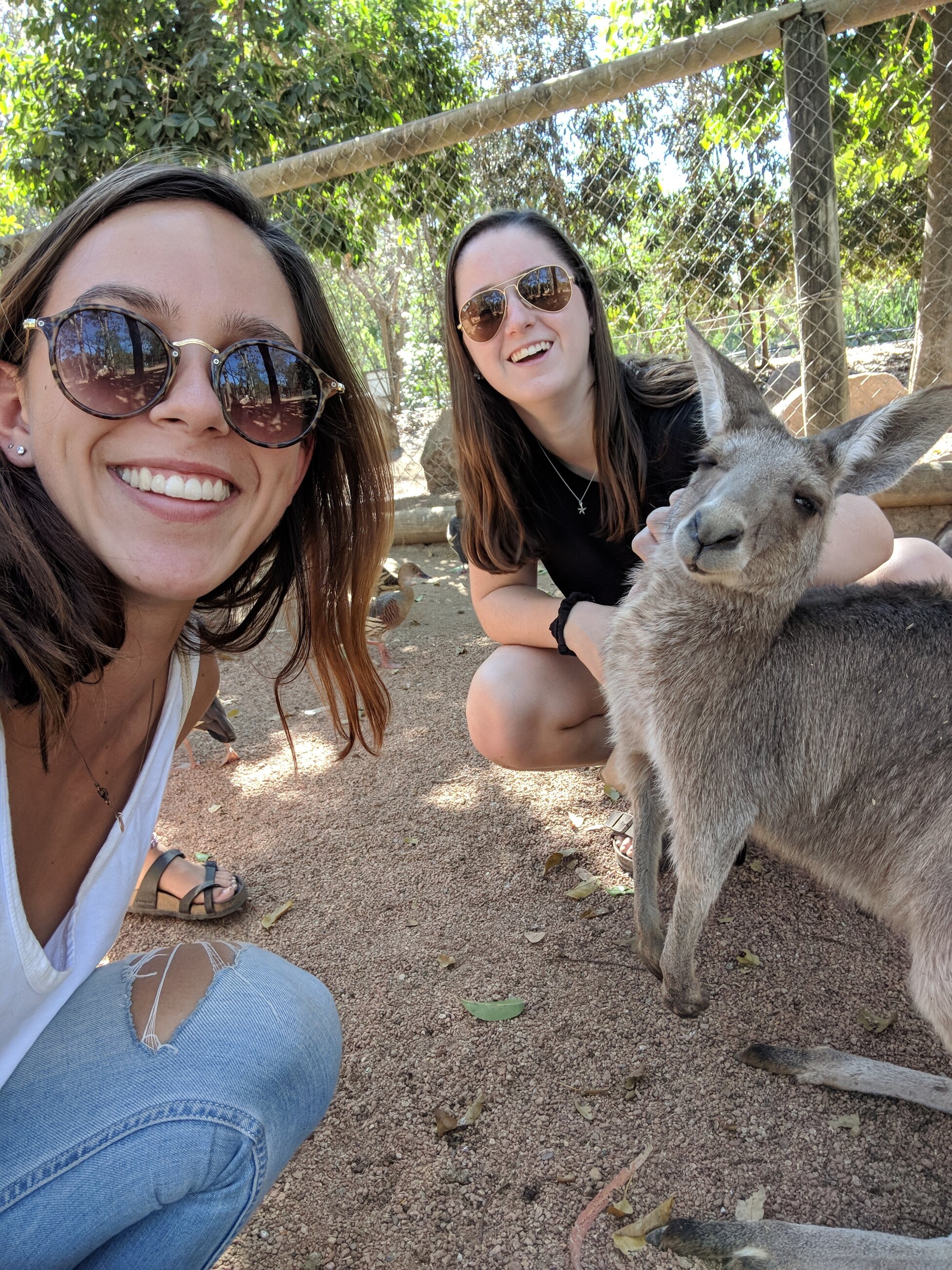 Meeting the wallabies