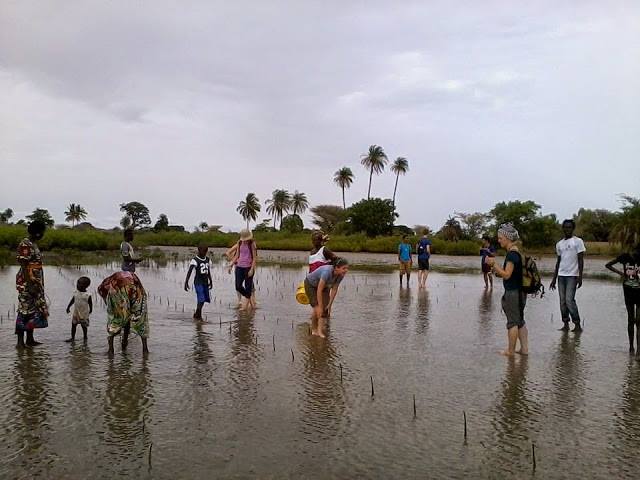 Planting mangroves with the women's cooperative in Niodior island