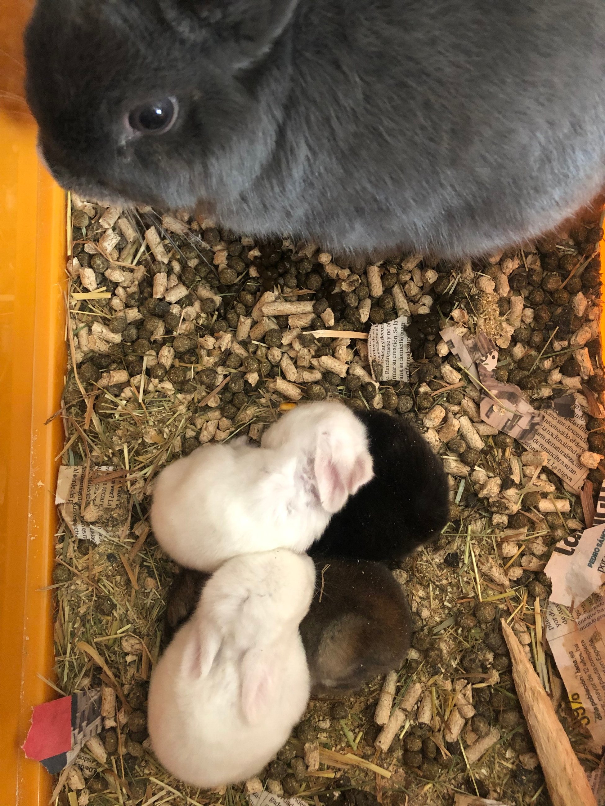My host family's baby bunnies