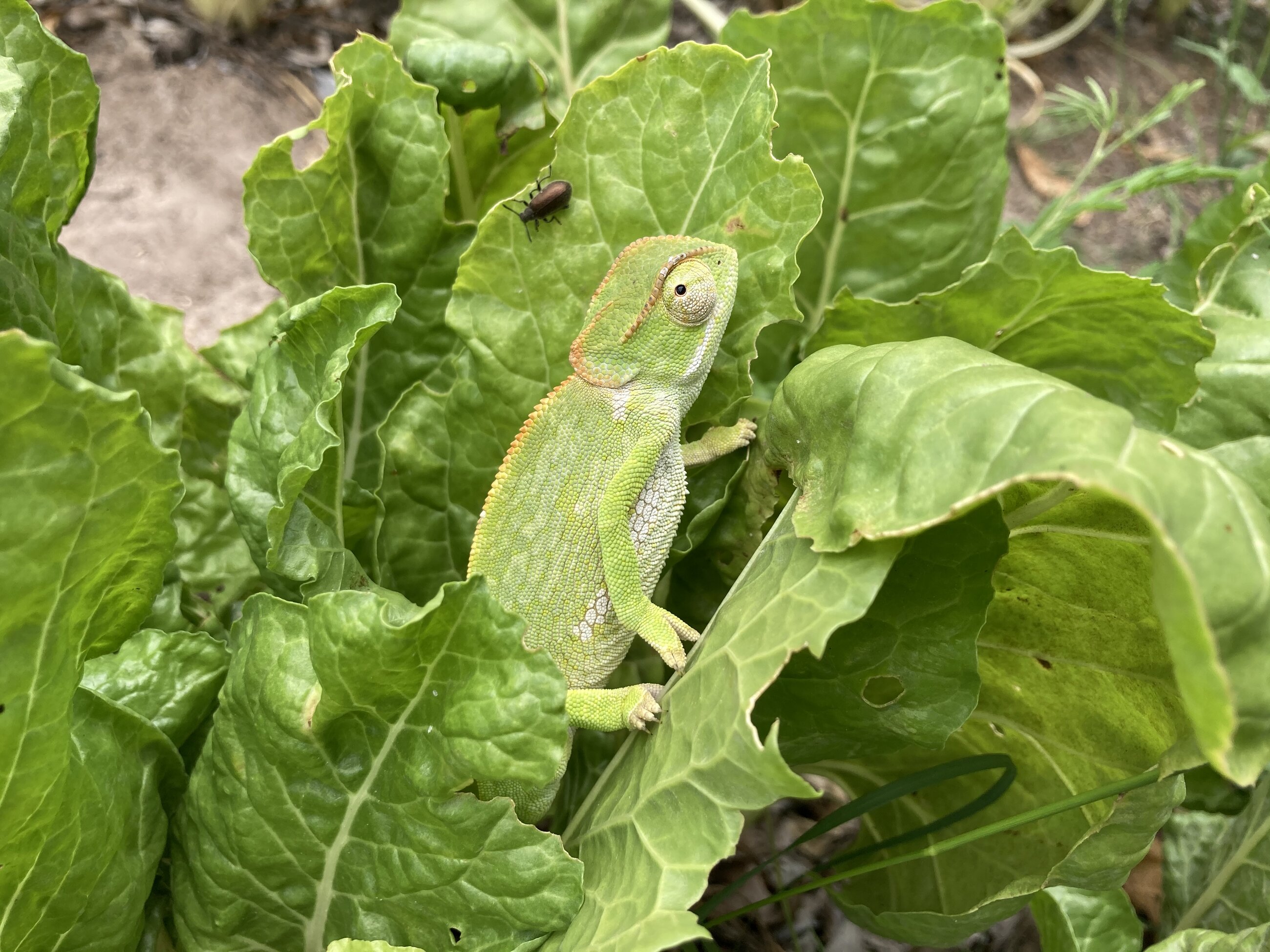 Caméléon hiding in spinach