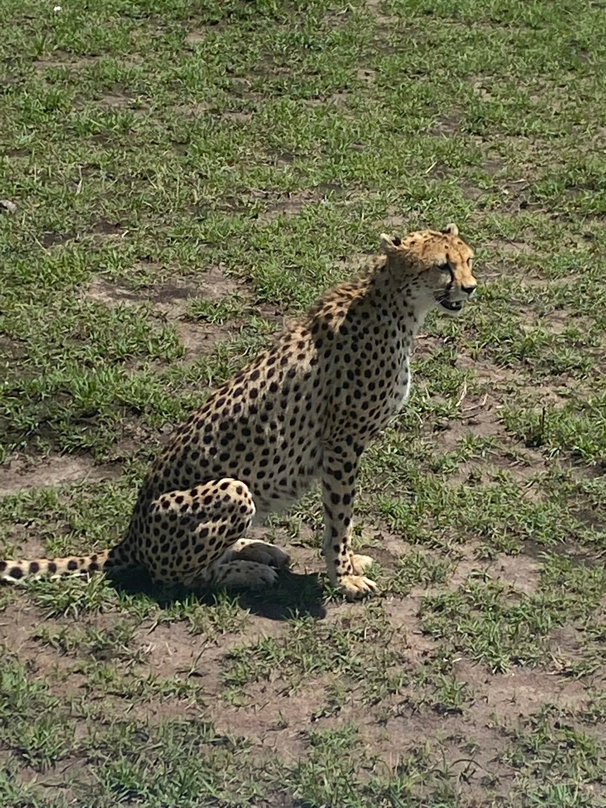 Cheetah