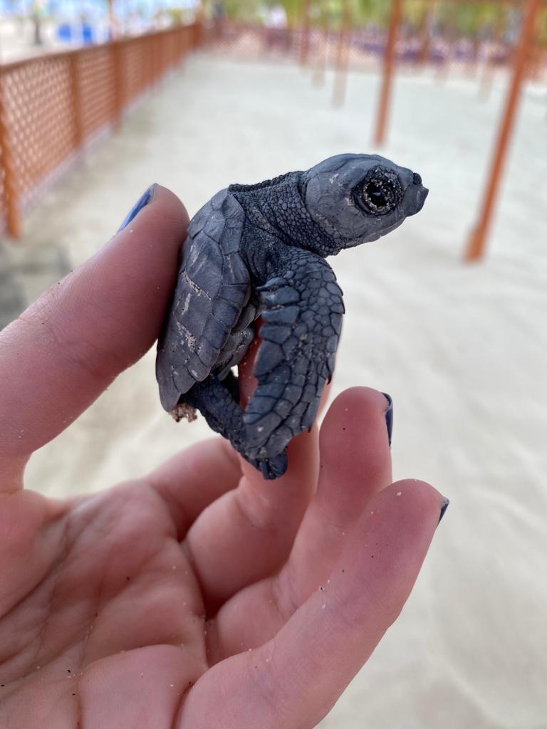 Baby Turtle - one of many
