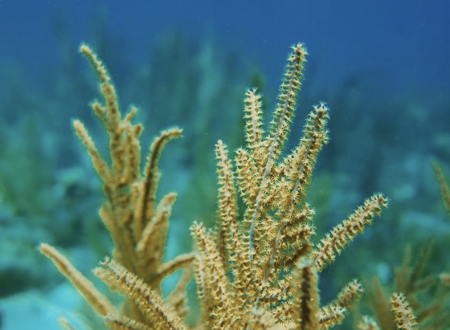 the marine life is truly magical