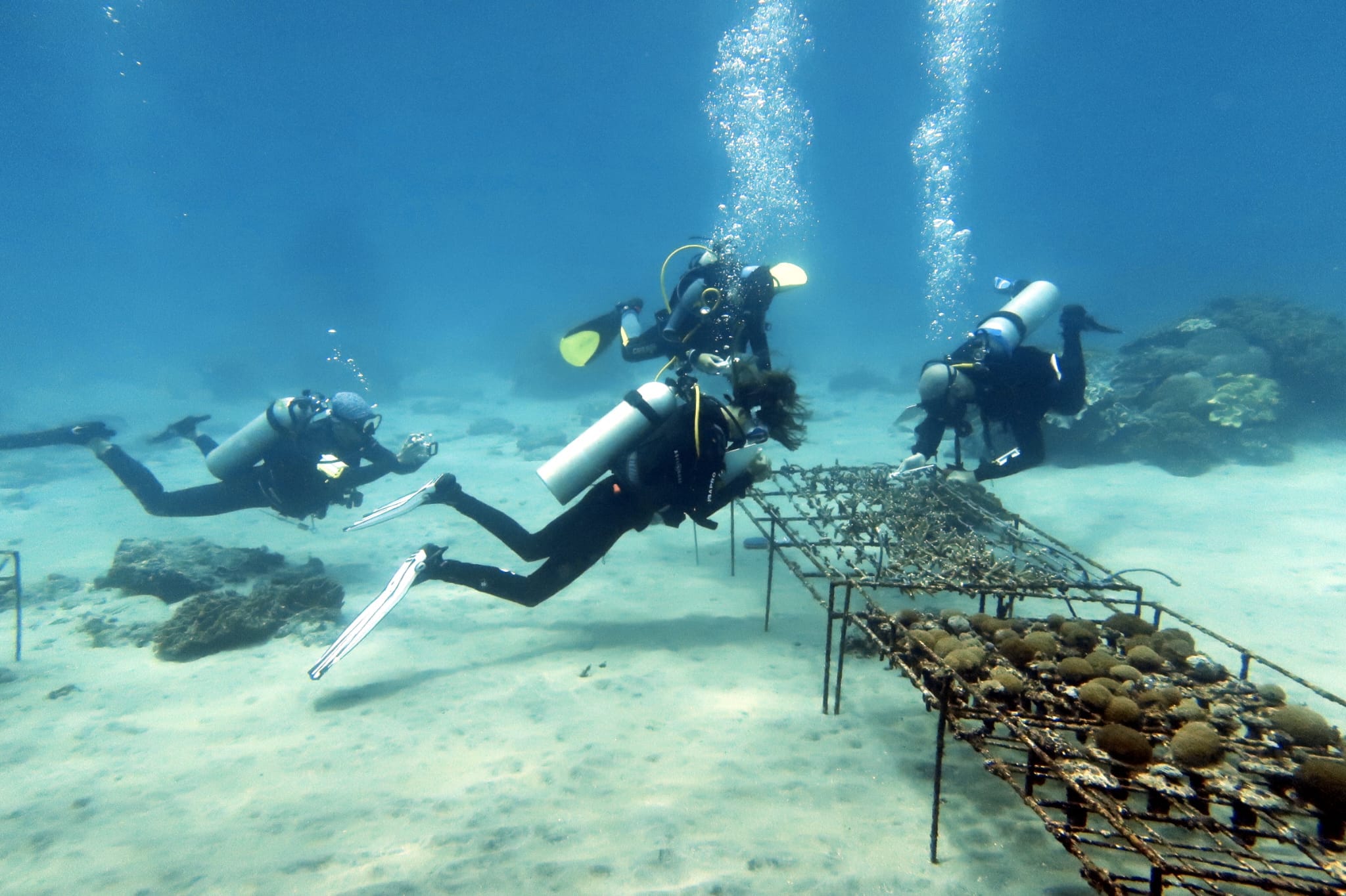 coral nursey