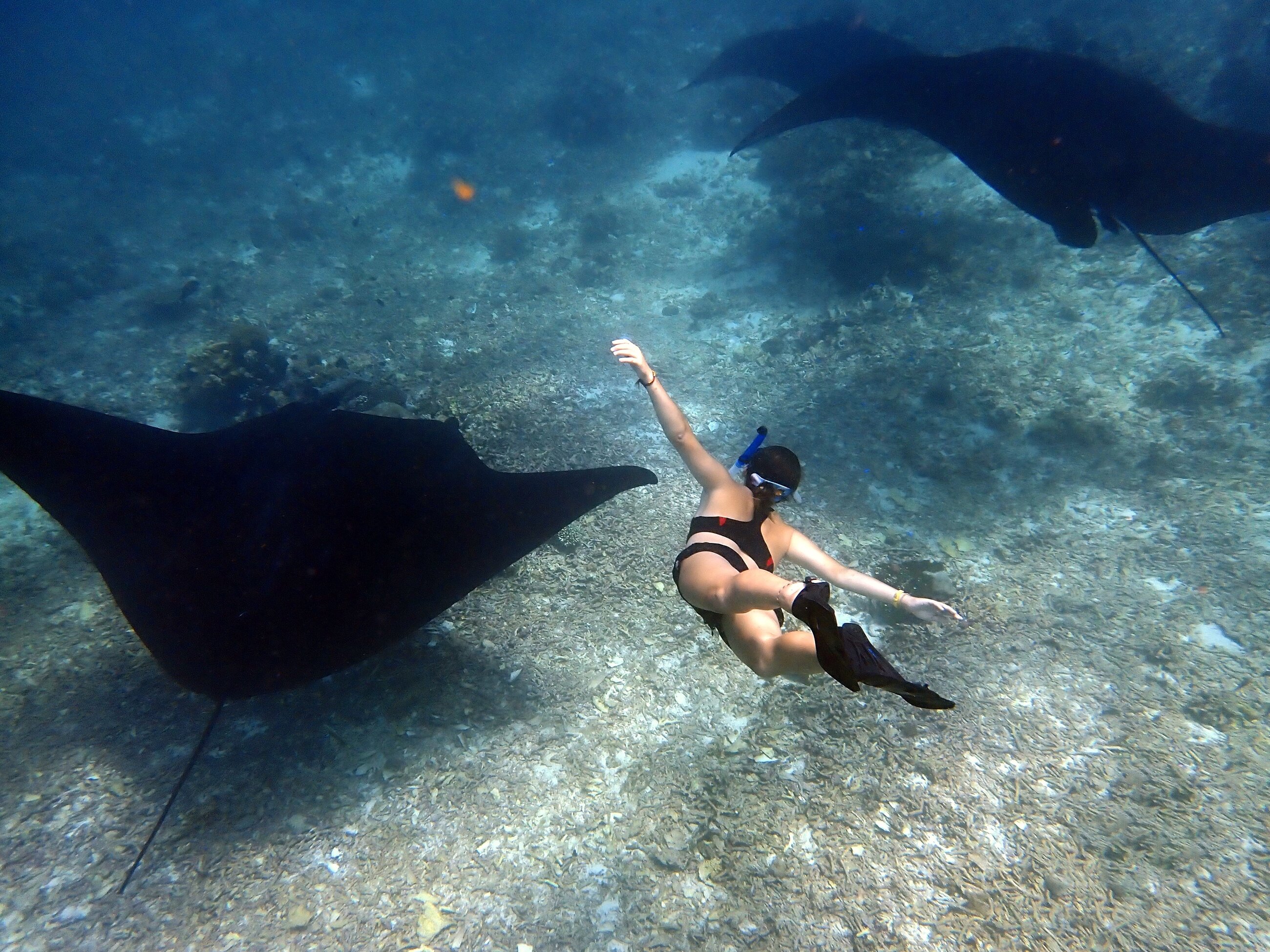 diving with mantas