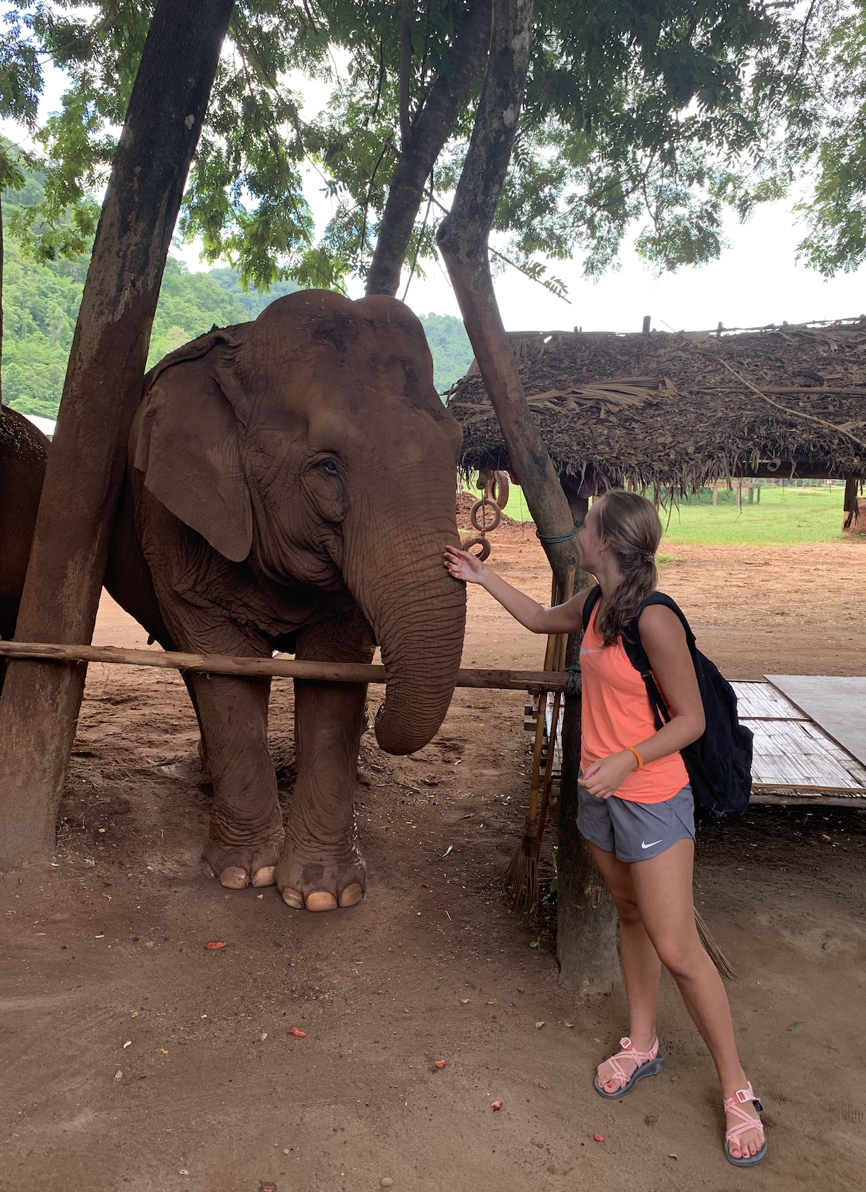 Elephant sanctuary 