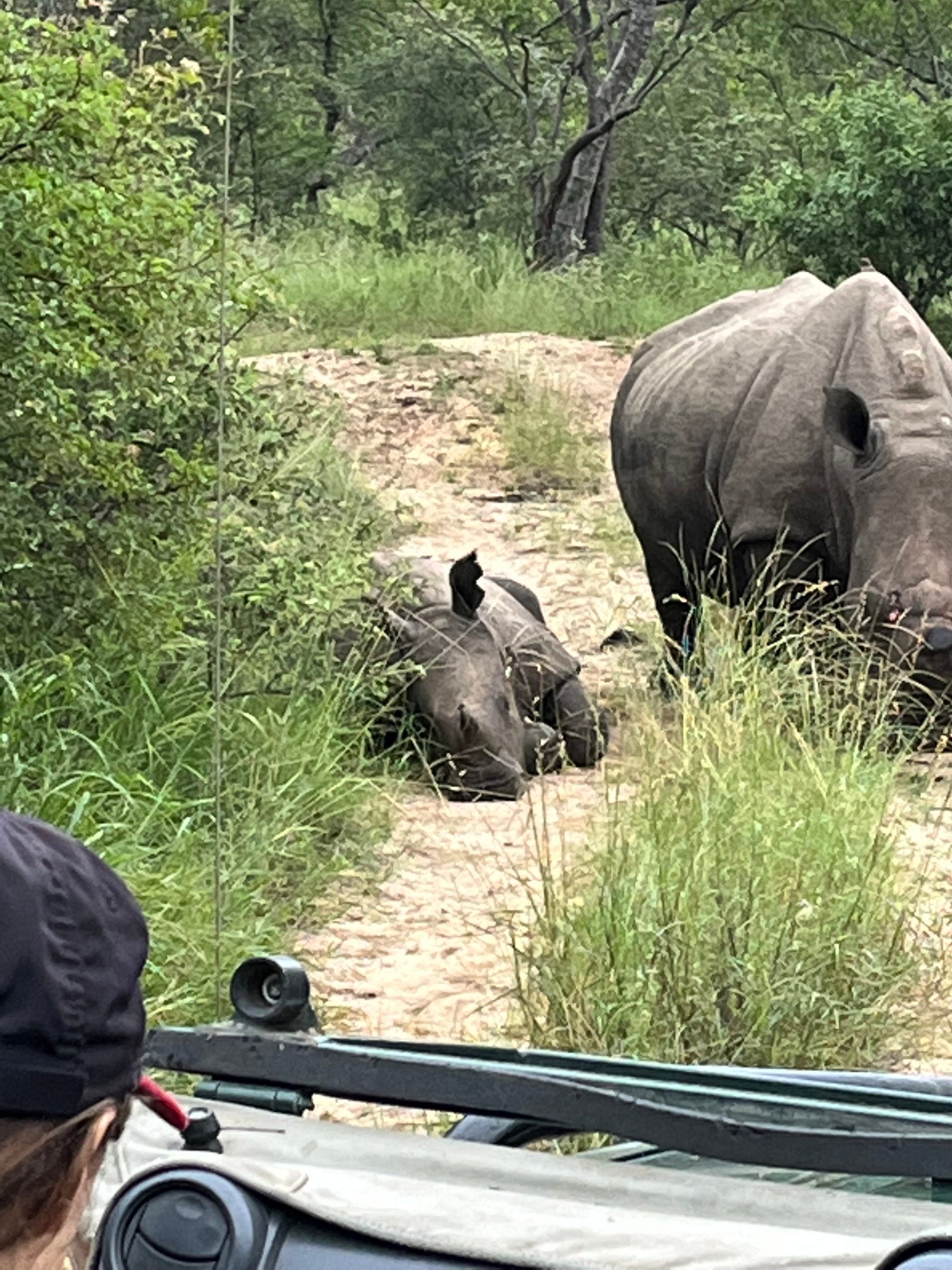Baby rhino won't get up!