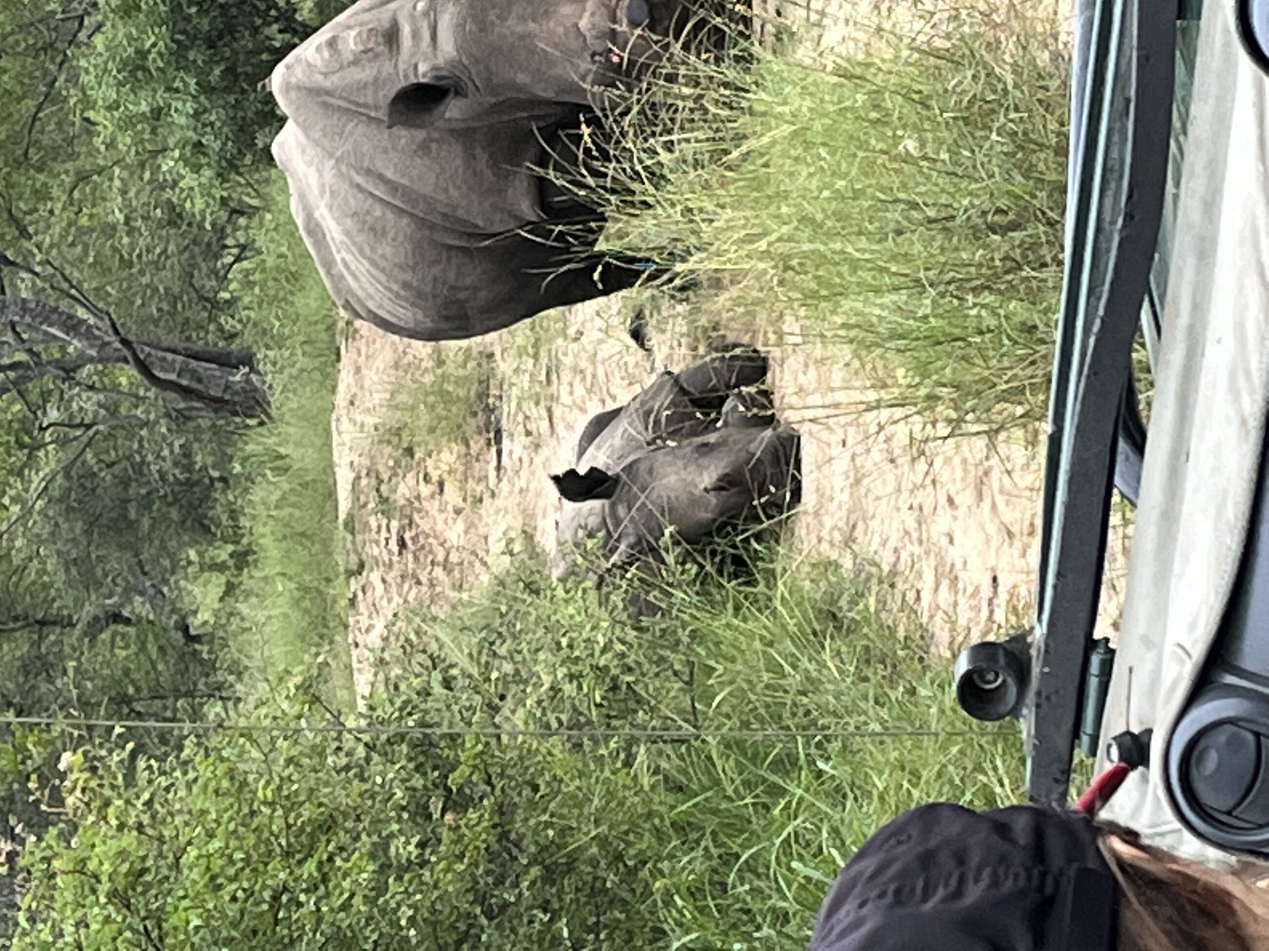 Baby rhino won't get up!