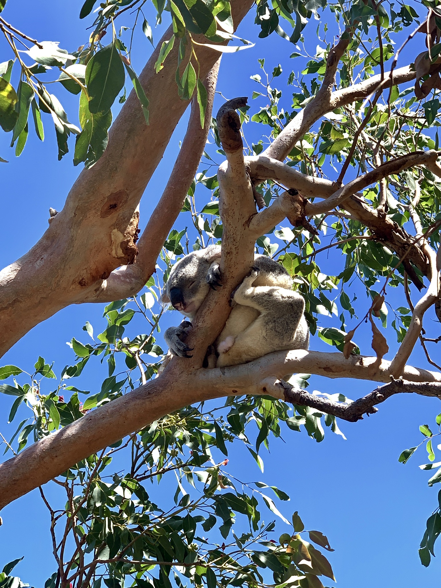 Koala!!