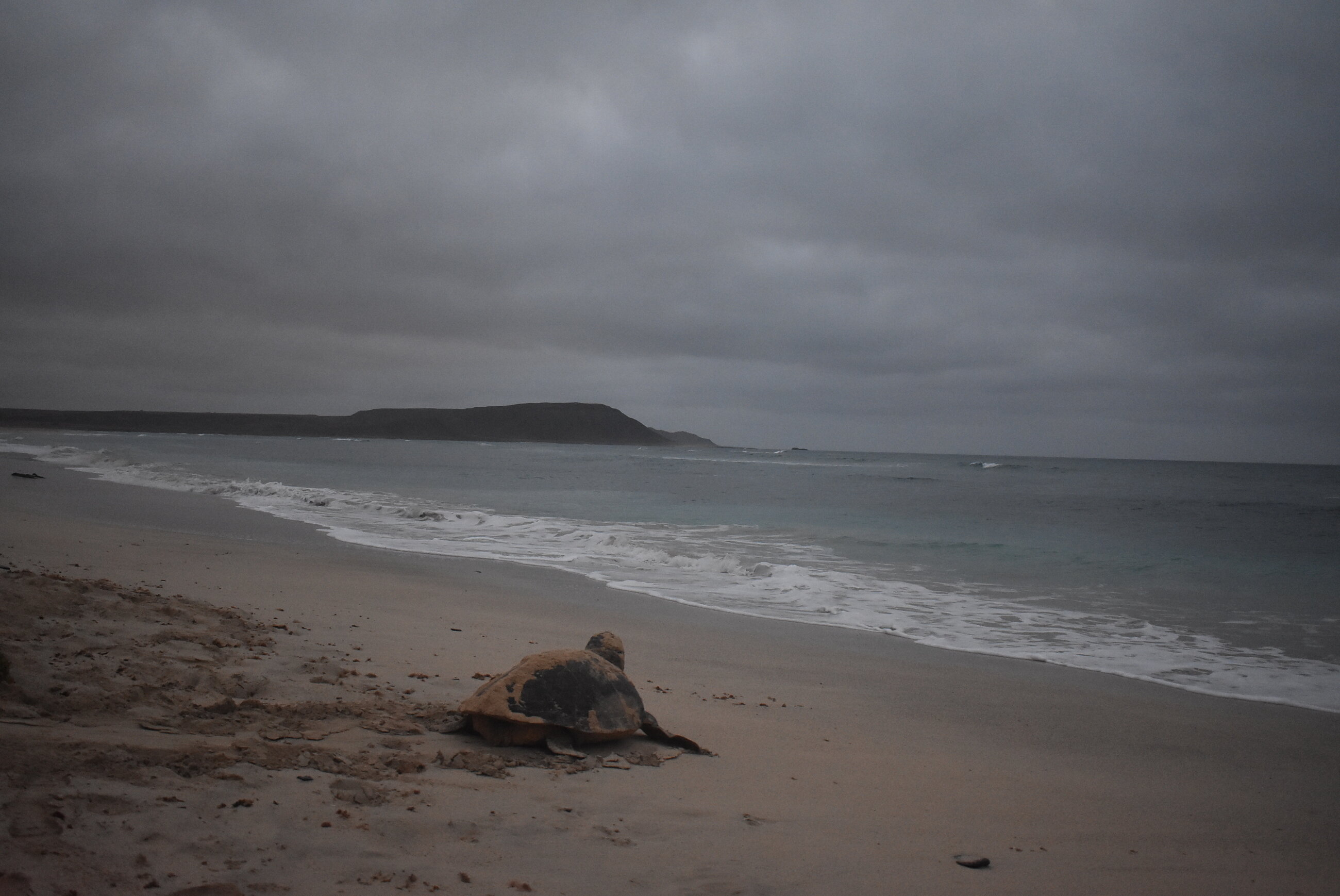 Turtle Checking Out the Mountain on Her Way Back to the Ocean