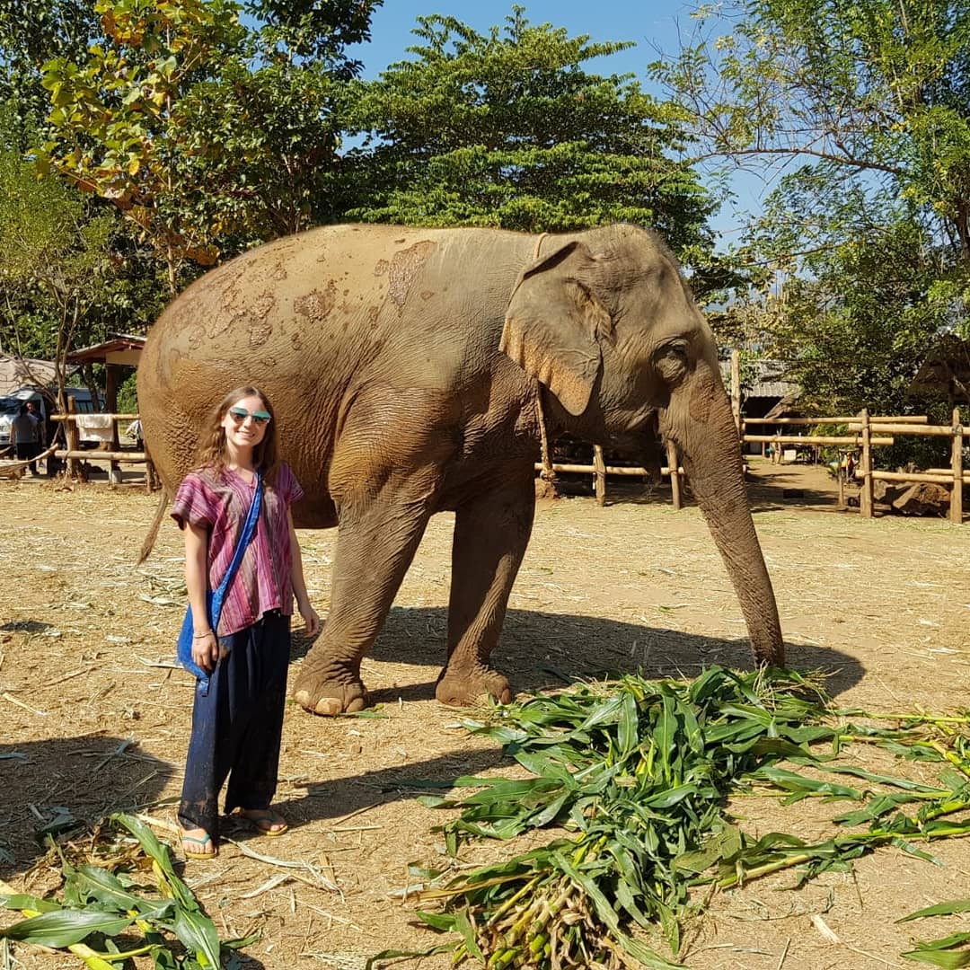 An elephant sanctuary in Thailand