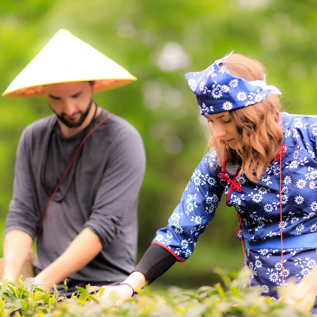 Picking tea in the Chinese mountains
