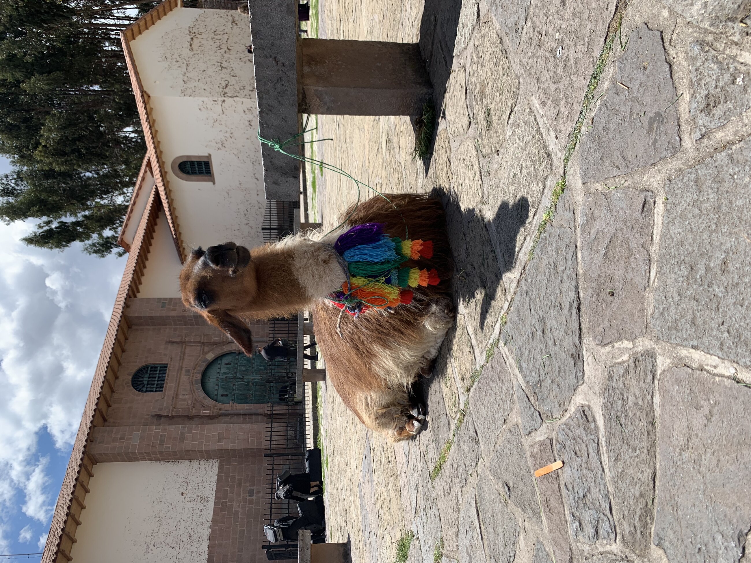 Alpaca 