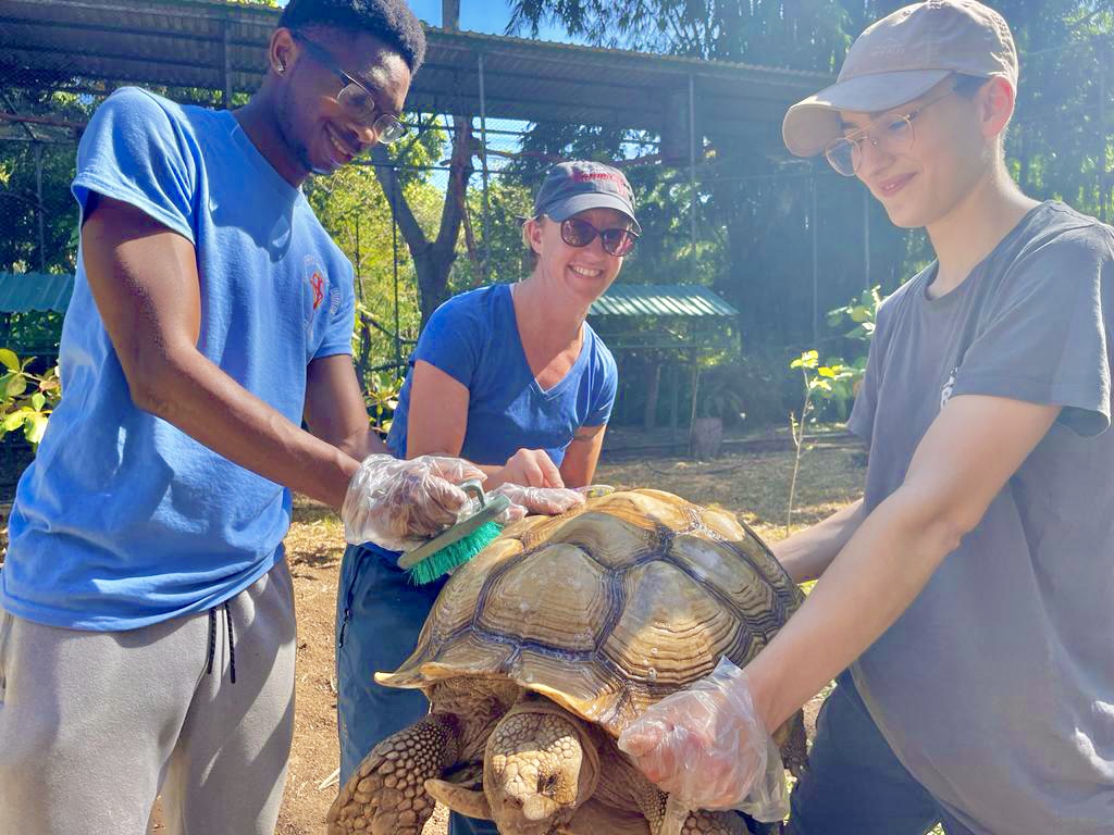 Cleaning tortoises 