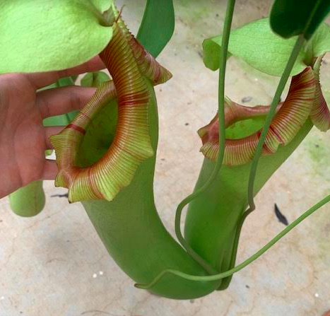 Pitcher plant seen during my internship at JCU!