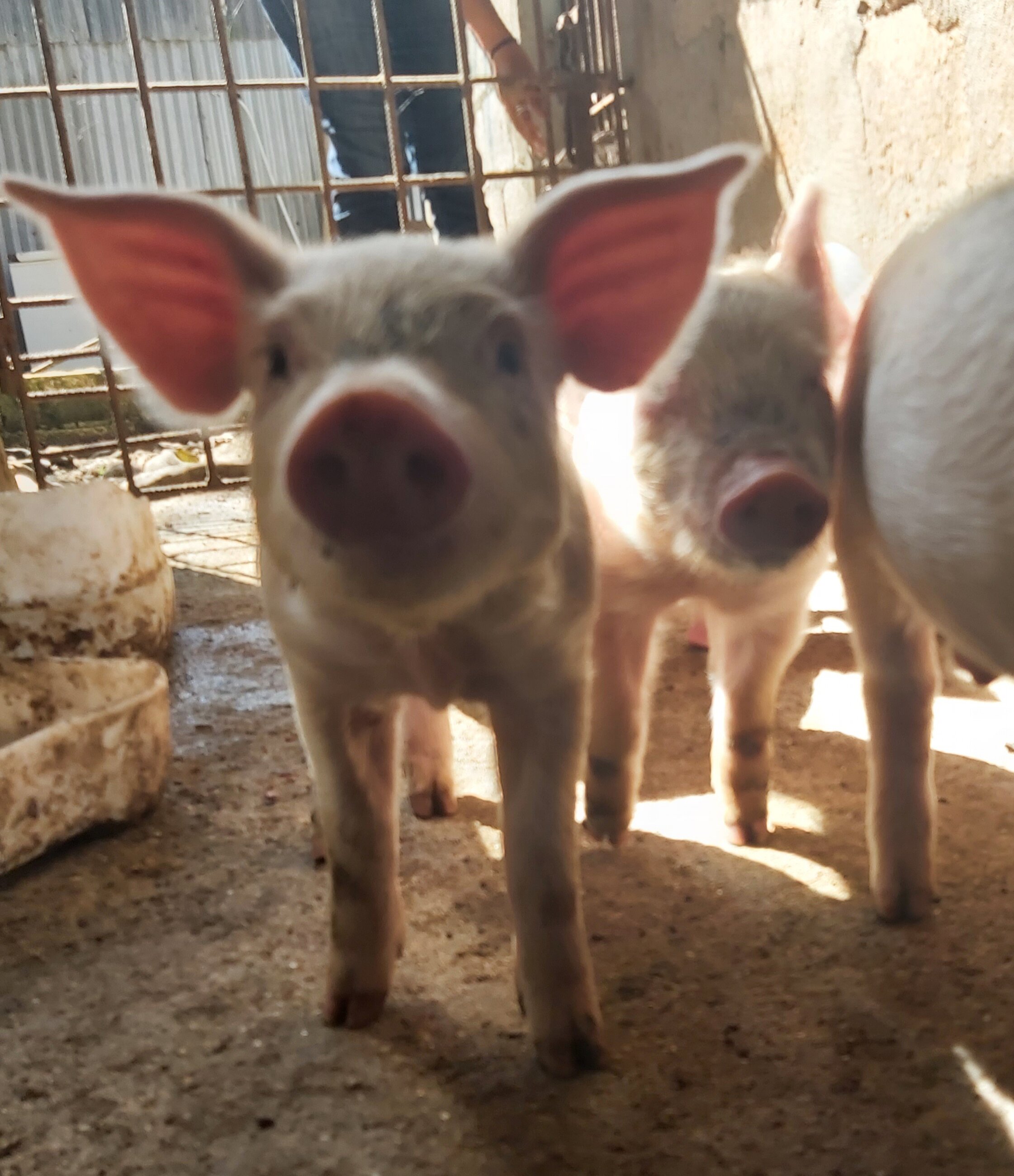 Visiting the local pig farm 