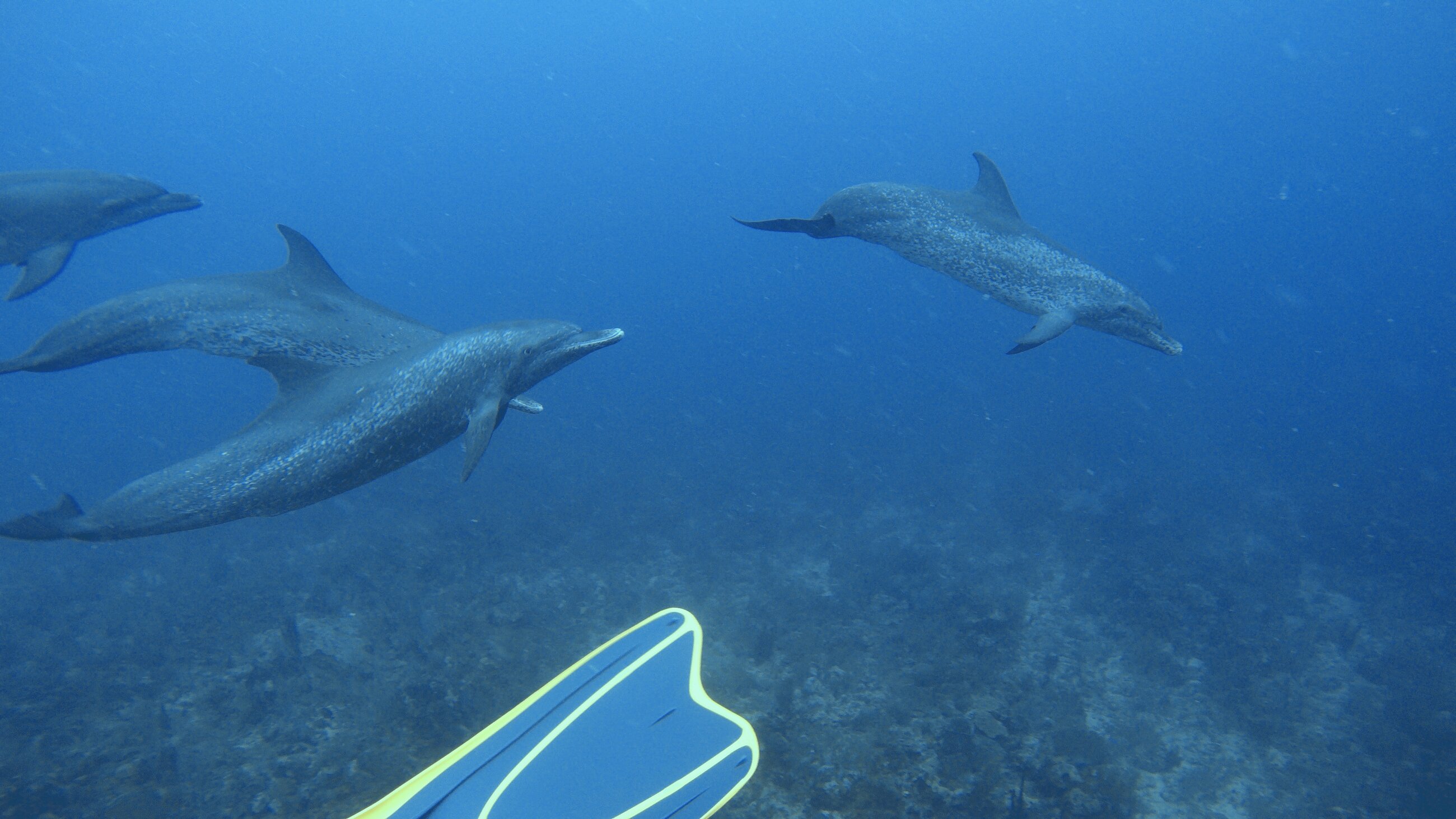 Dolphin encounter