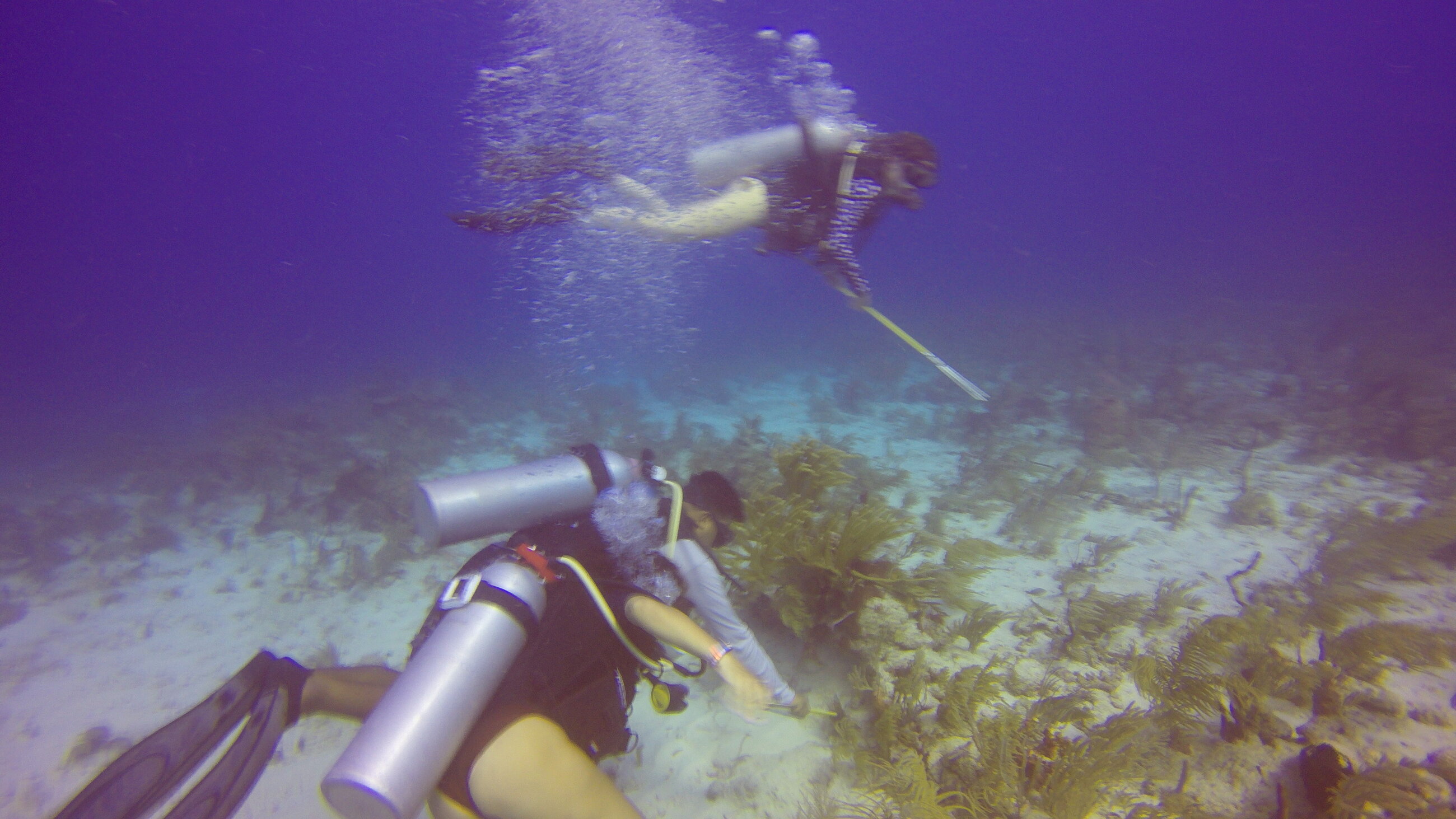 Lionfish hunt