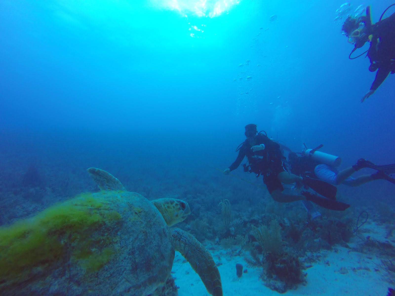 Swimming with Sea Turtle