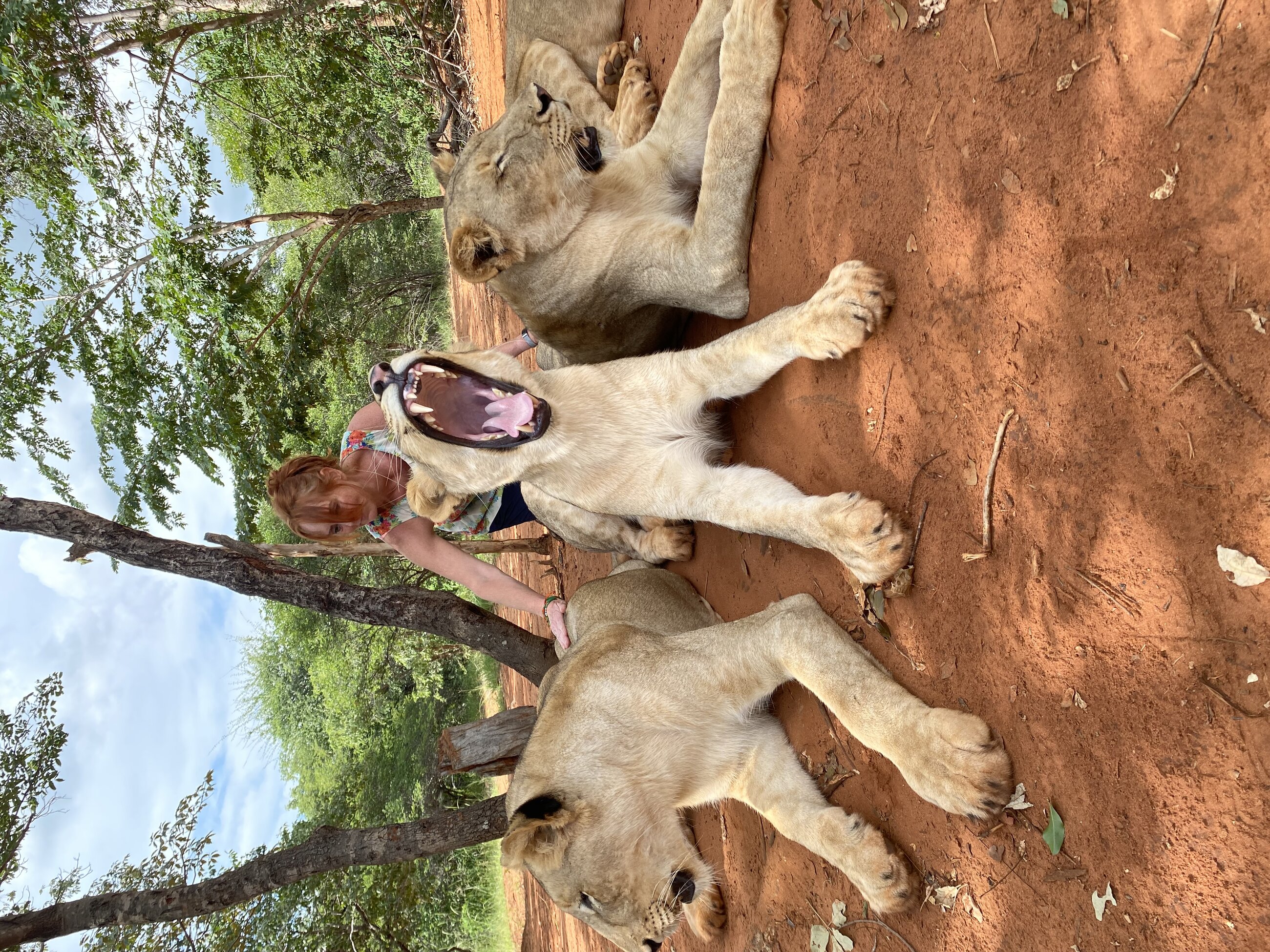 Walking with the Lions experience 