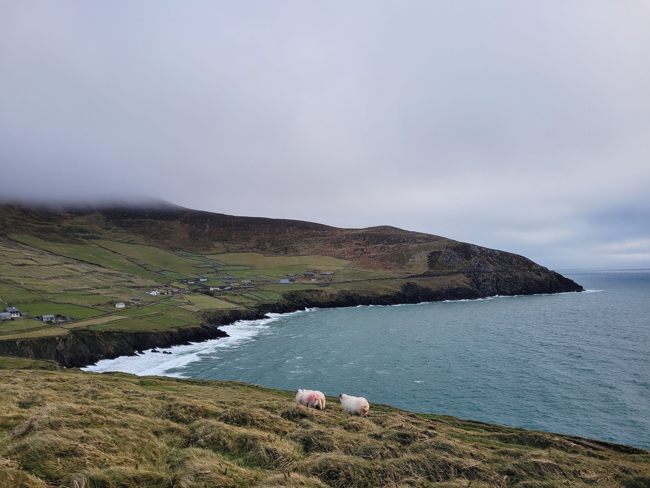 Dunmore Head, Dingle Peninsula, Co. Kerry, with sheep
