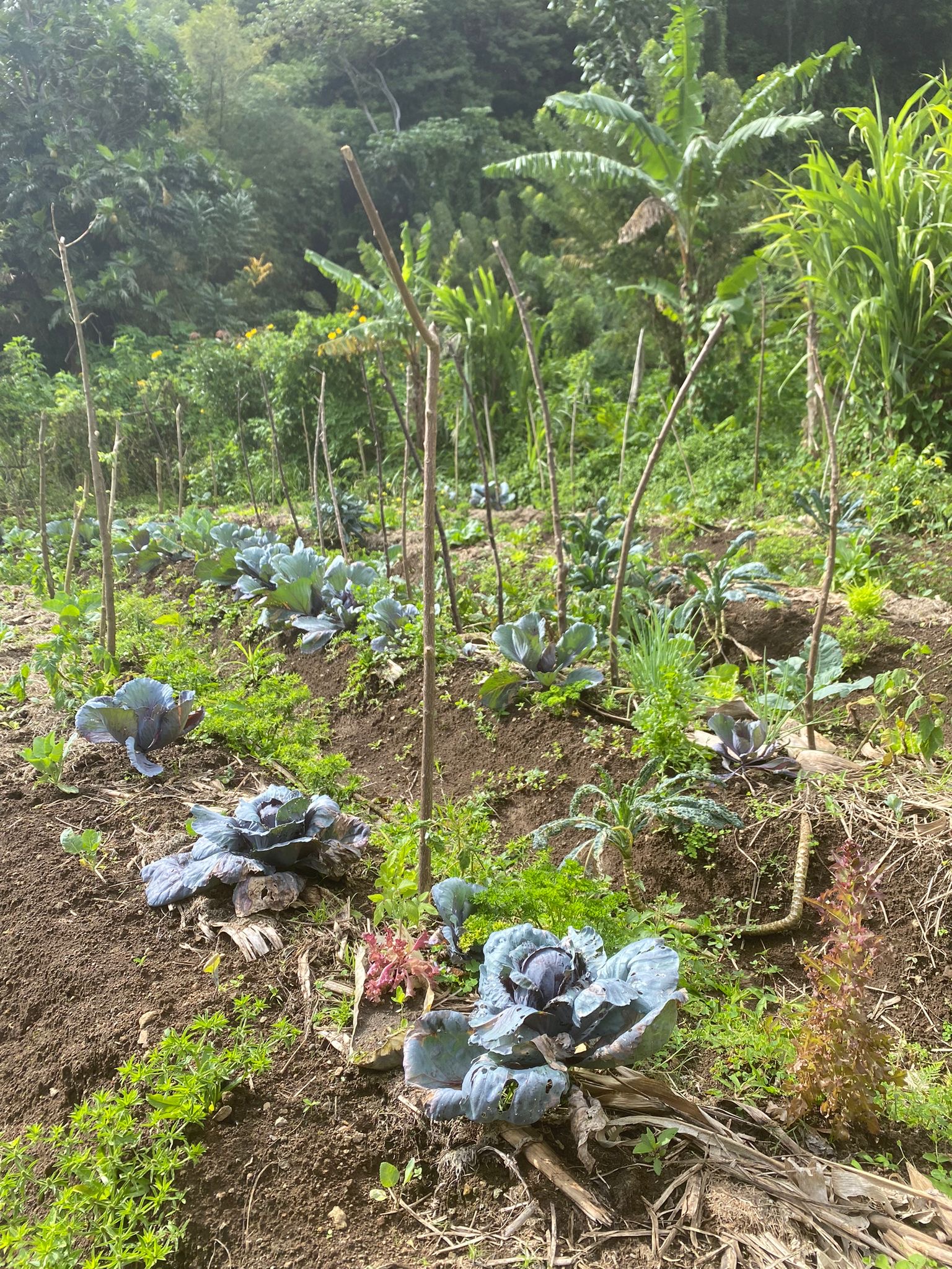 organic farm in St. Vincent